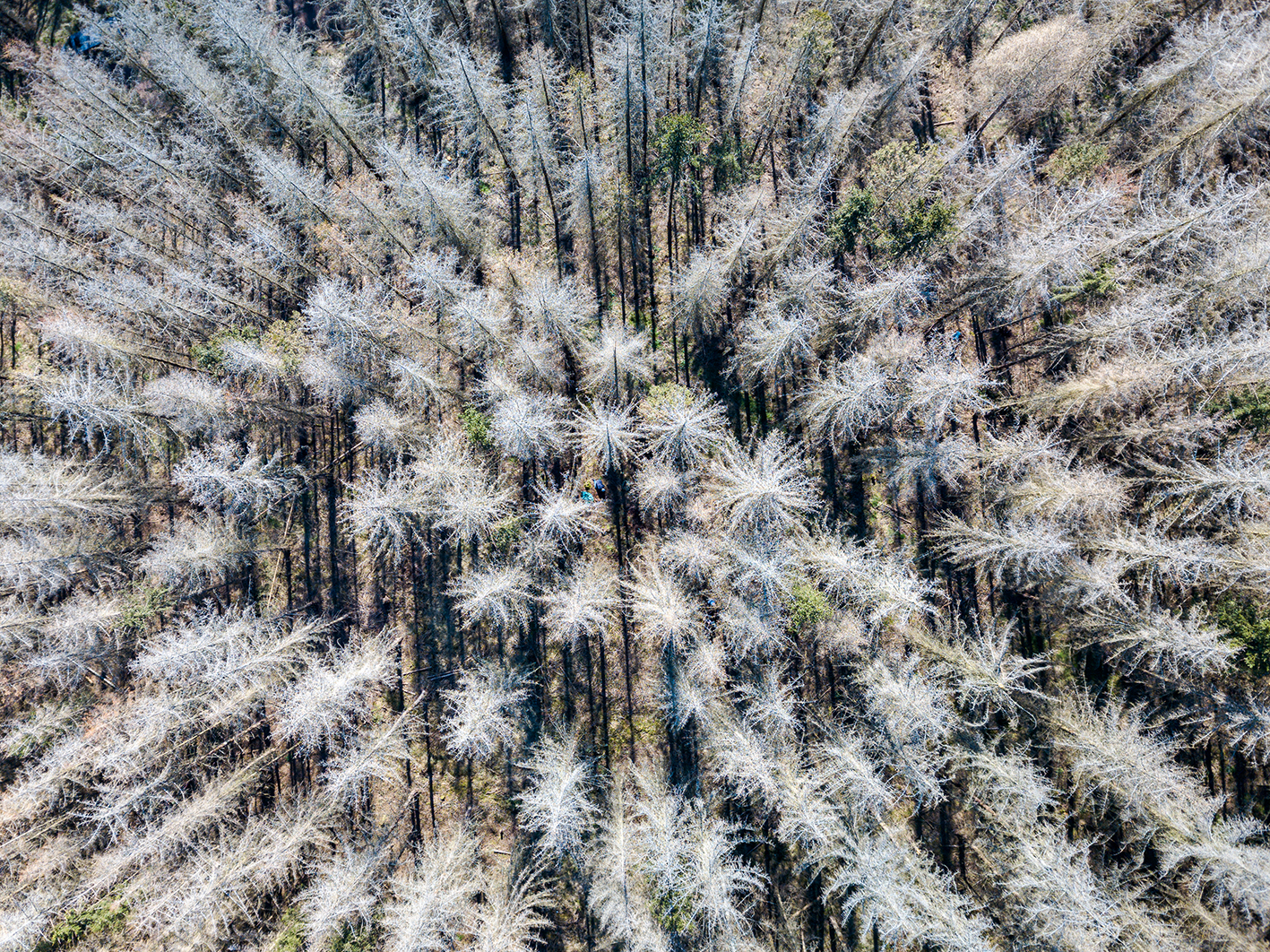 Toter Fichtenforst von oben