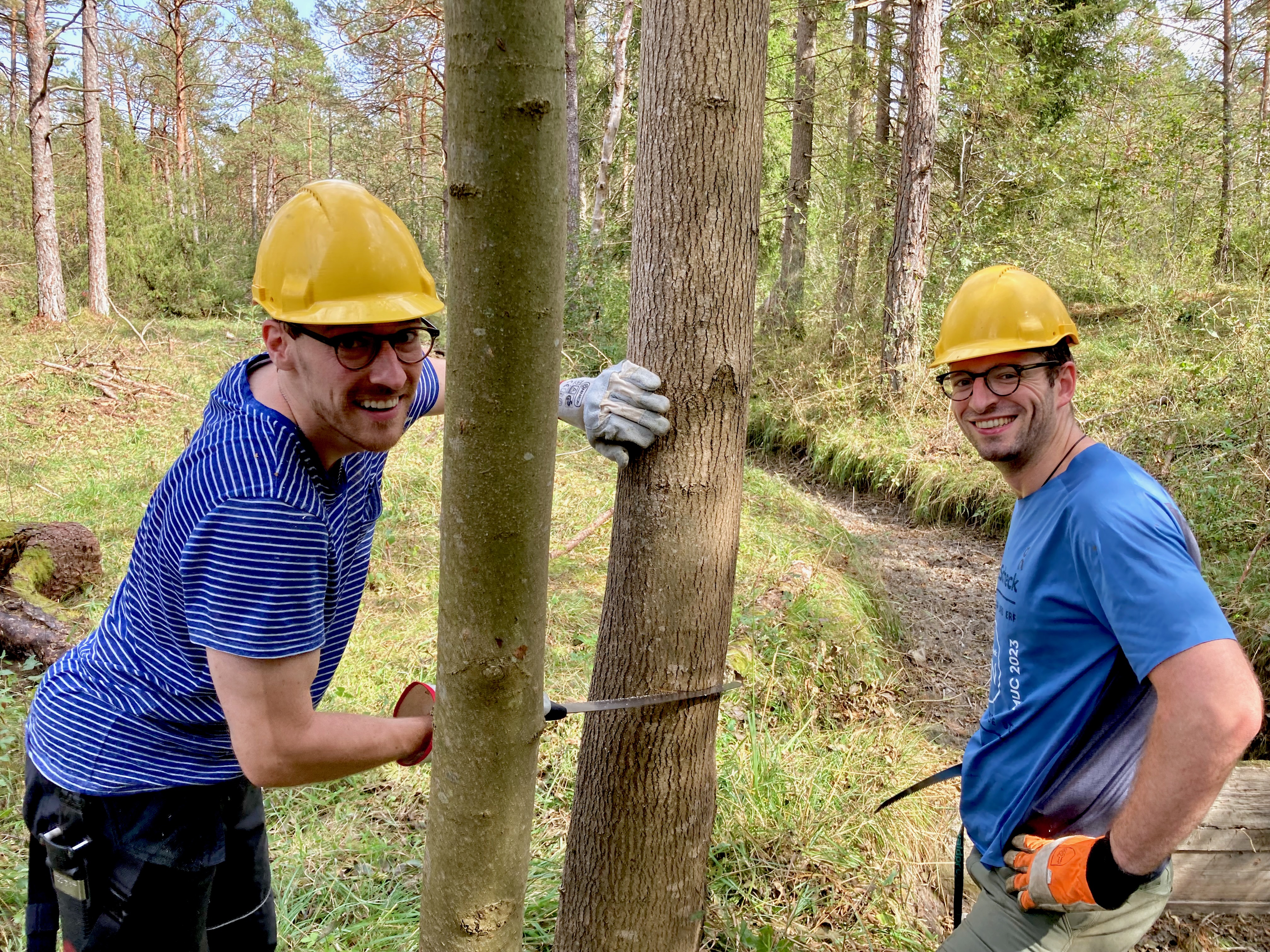 Baumfällarbeiten im Schneeheide-Kiefernwald Baumfällarbeiten im Schneeheide-Kiefernwald
