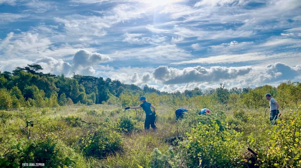 Menschen entkusseln Hochmoor in Neuenburg
