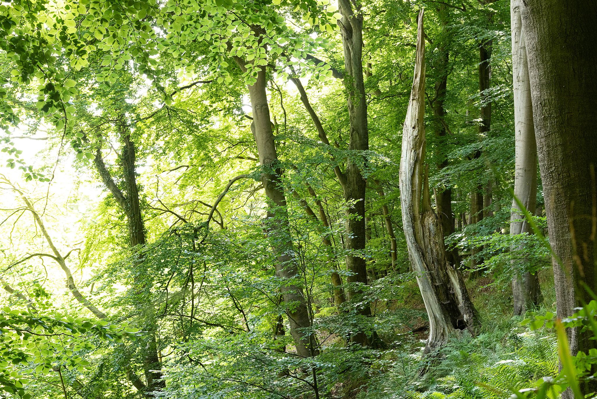Blick in einen Laubwald
