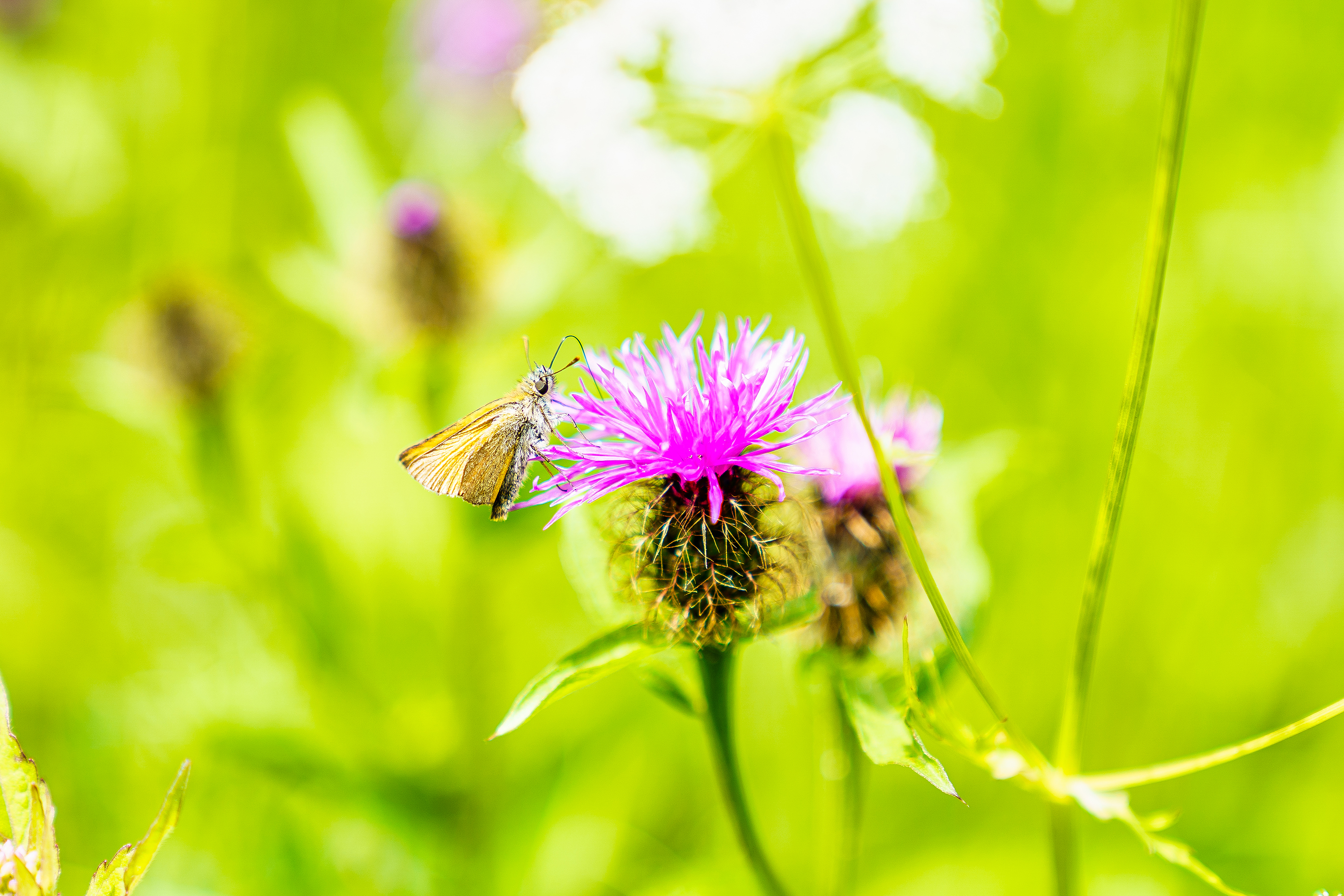 Falter sitzt auf einer Blüte