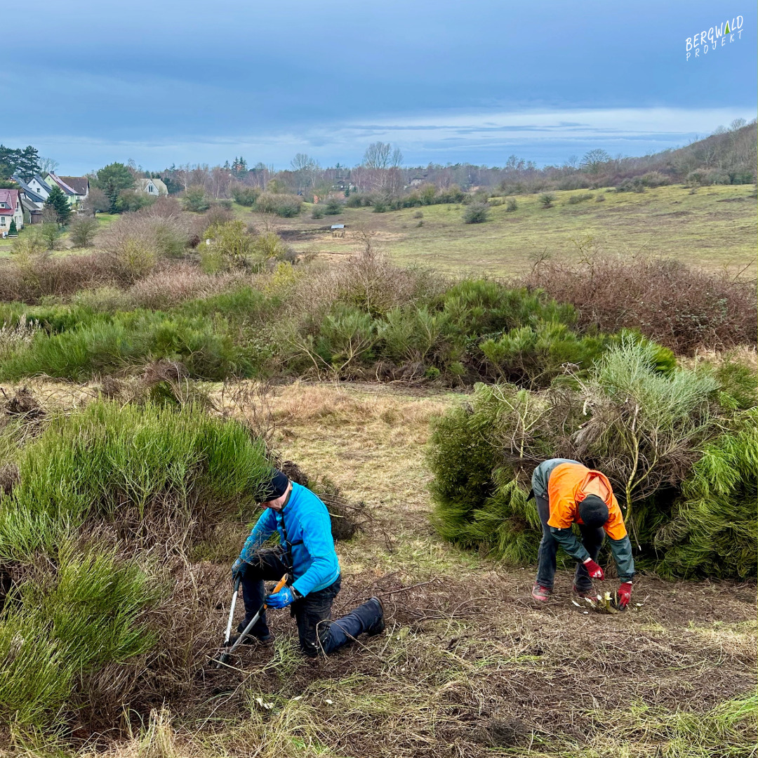 Hiddensee wird ginsterfrei Hiddensee wird ginsterfrei