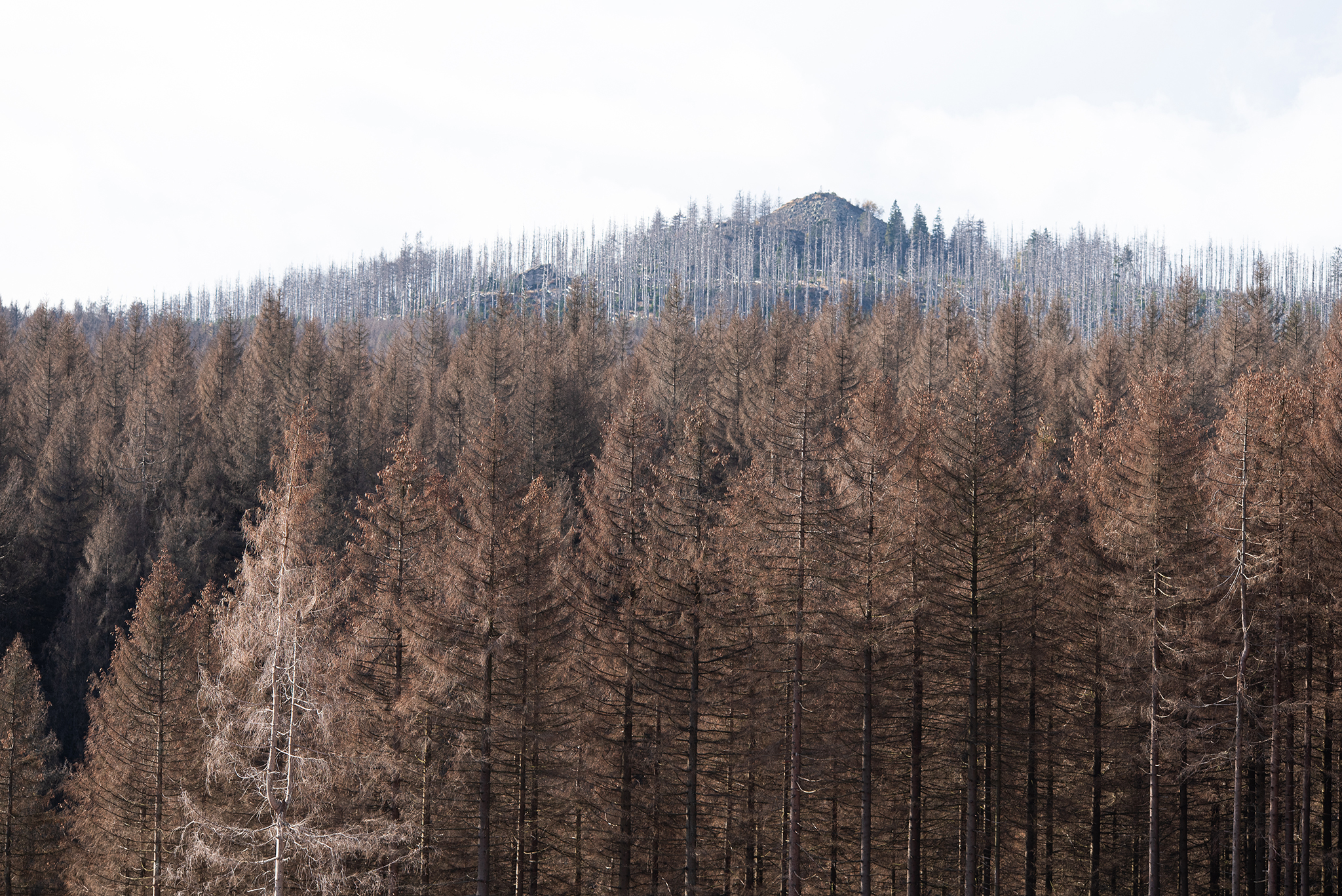bwp_blog_toer Wald_Braunlage abgestorbener Wald in Braunlage