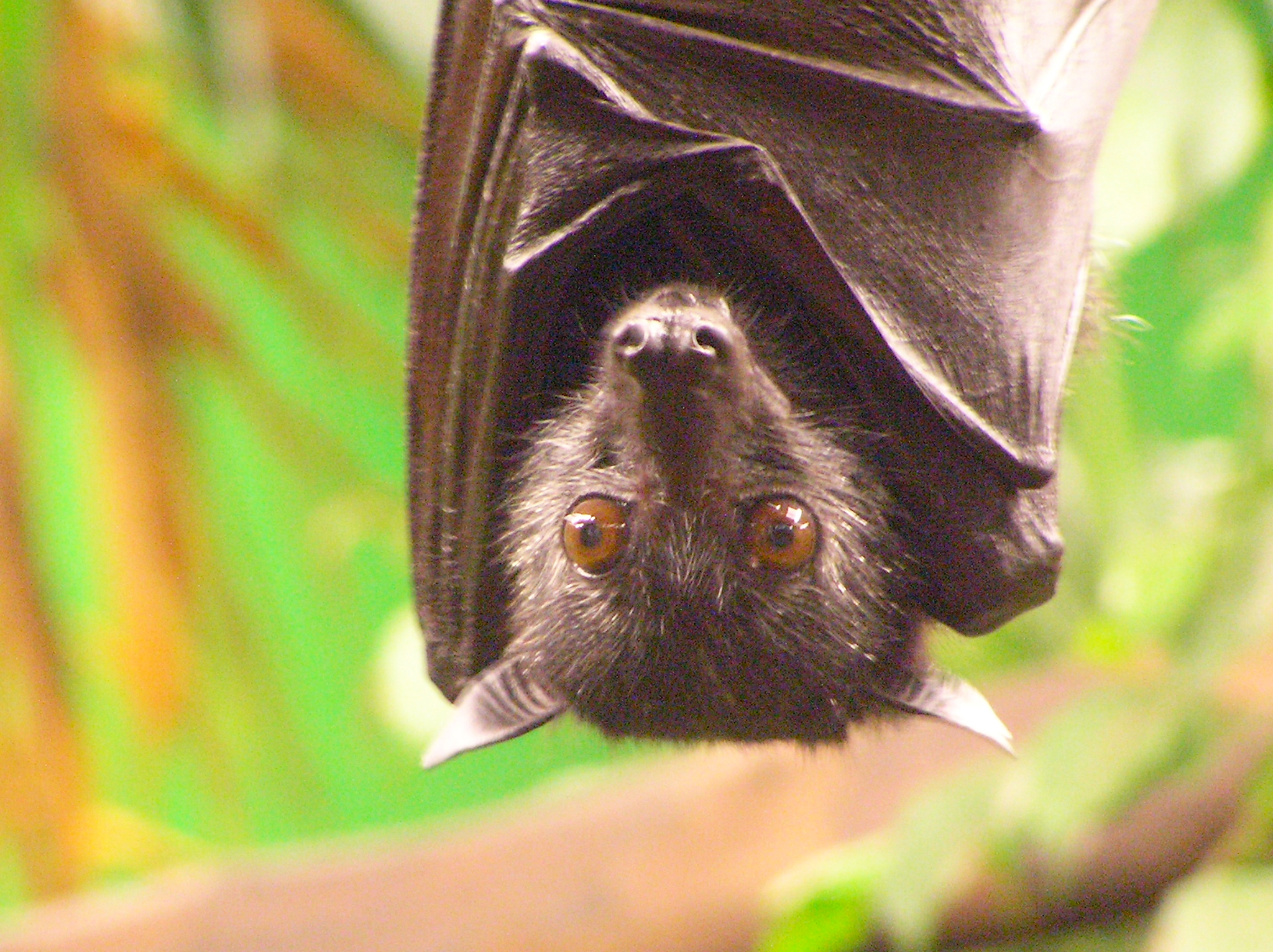 bwp_blog_fledermaus Fledermaus hängt kopfüber von der Decke