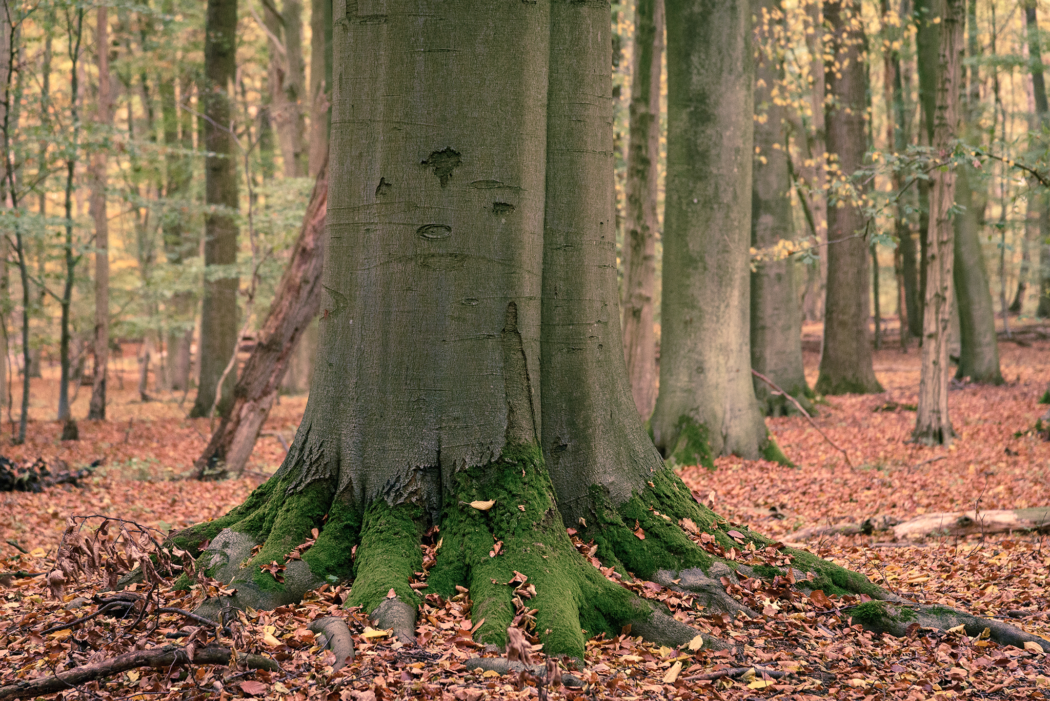 dicker Buchenstamm steht inmitten von abgefallenem Herbstlaub