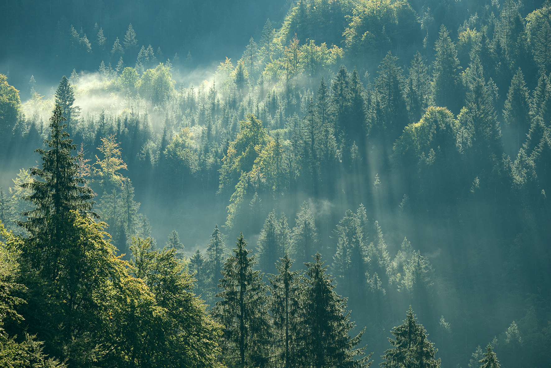 bwp_blog_wald_wertach Überblick über Wald