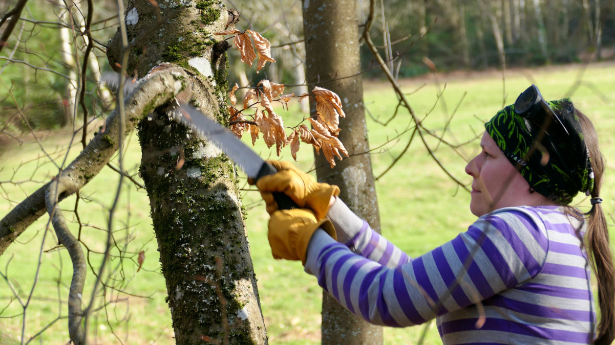 Freiwillige beim Astabsägen