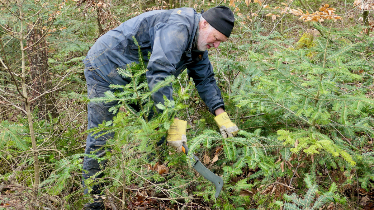 Freiwilliger reduziert Weißtannen