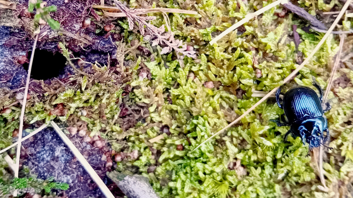 Stierkäfer vor seinem Loch Stierkäfer vor seinem Loch