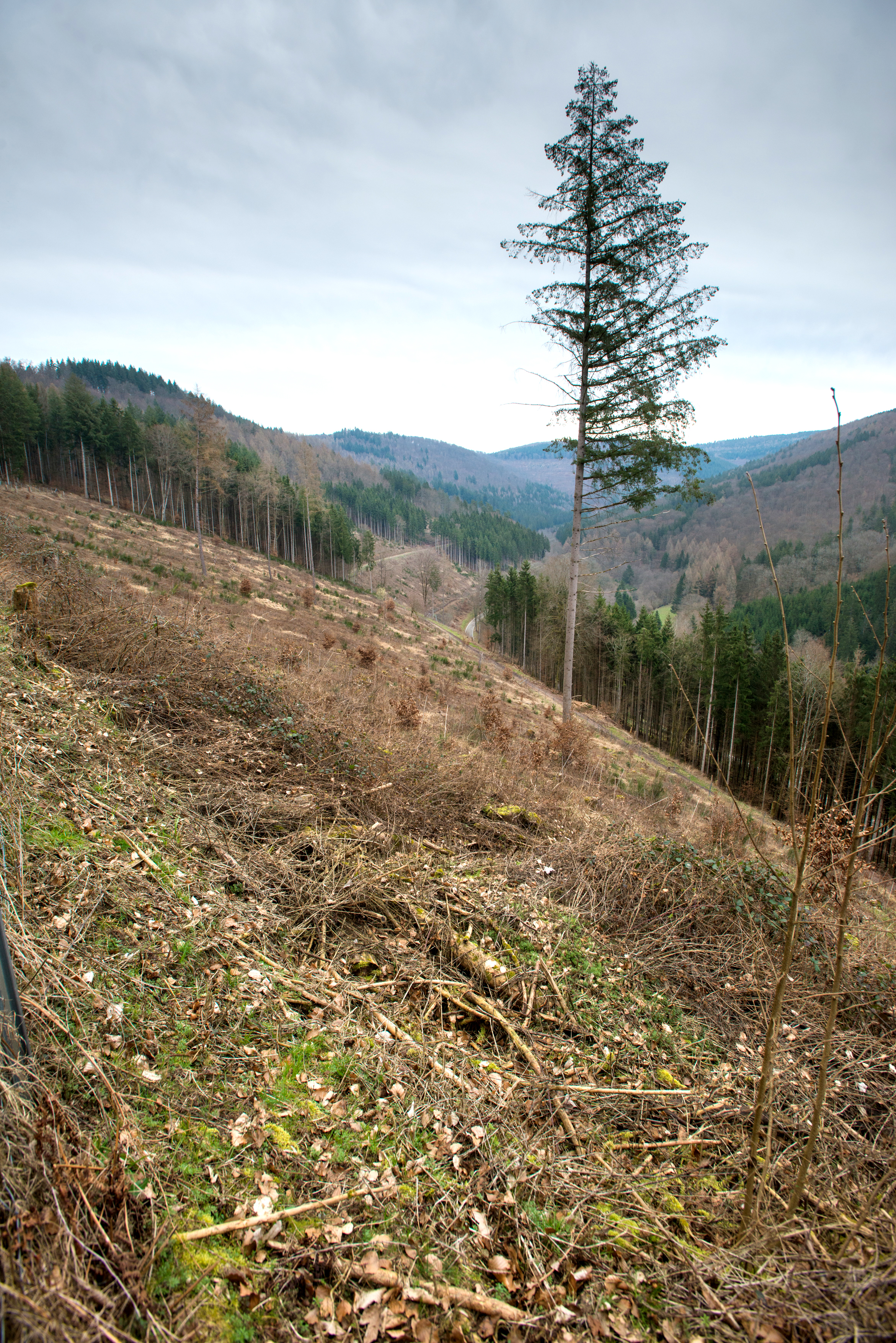 Kahlfläche im Odenwald