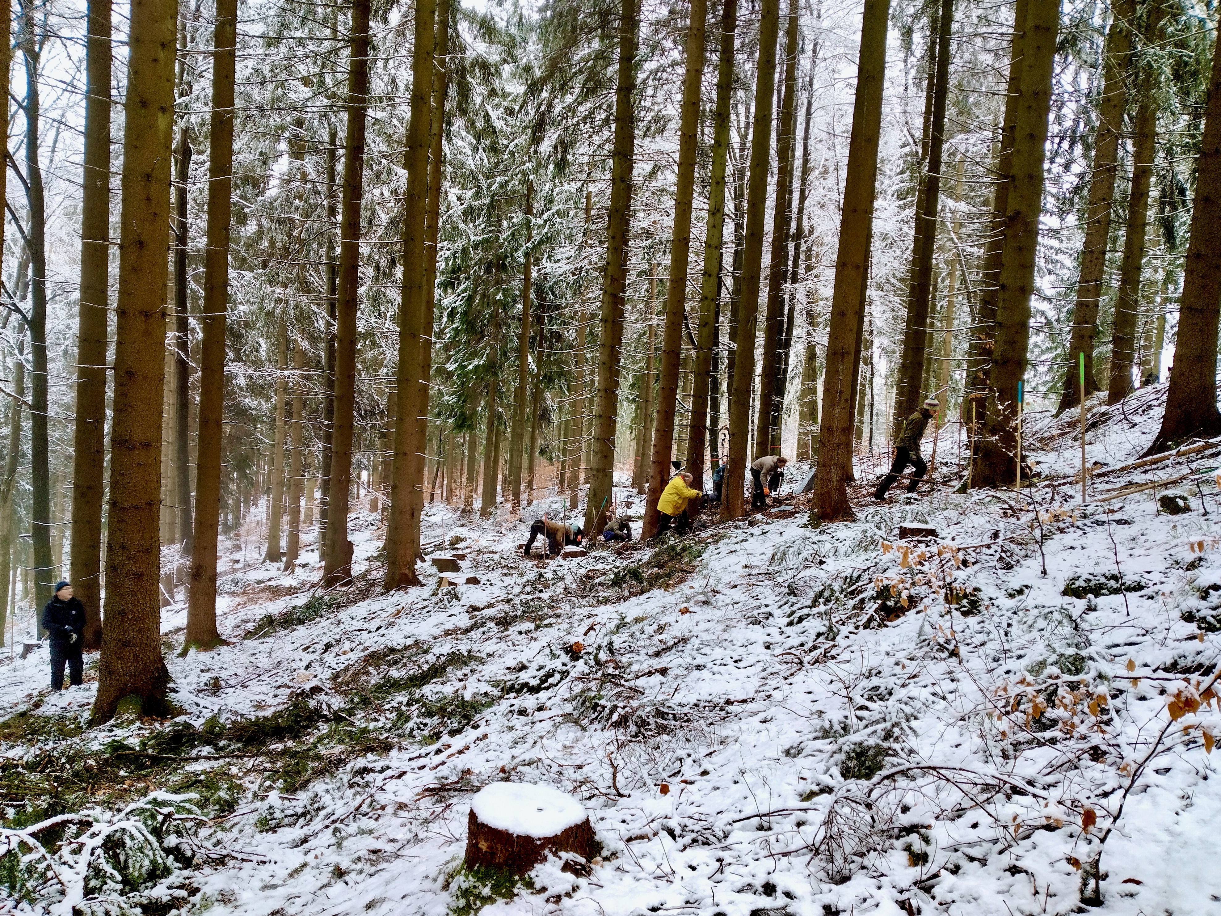 Schneepflanzung im Osterzgebirge Schneepflanzung im Osterzgebirge