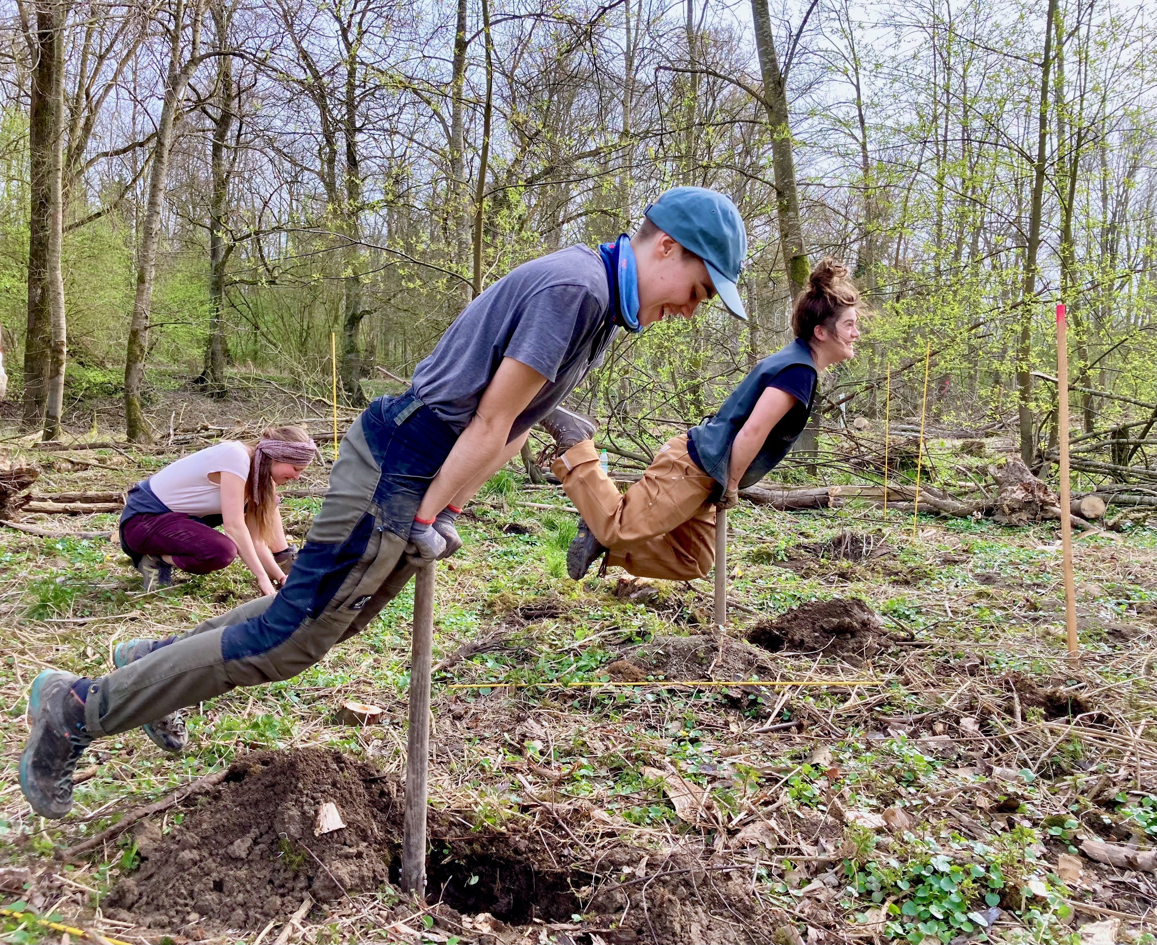 Hohlspatenpflanzung im Auwald