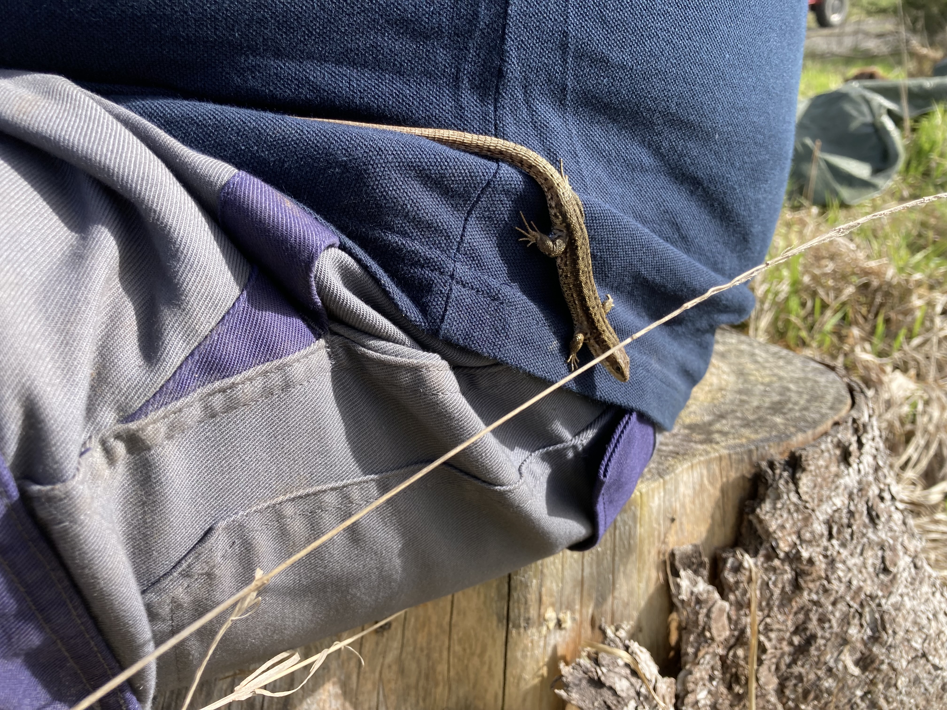 Neugierige Waldeidechse Eidechse auf Jacke
