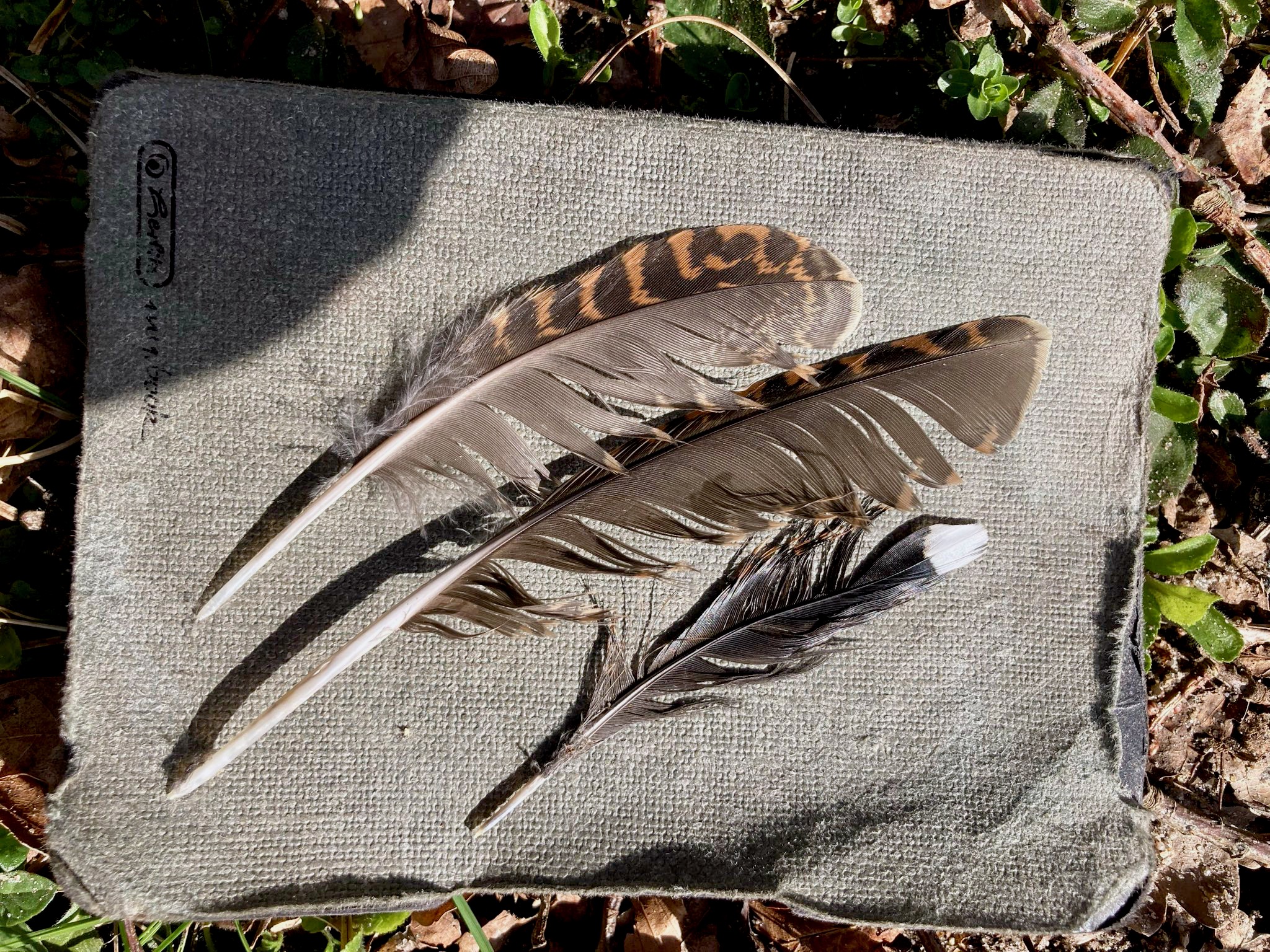 Waldschnepfenfedern vom toten Vogel