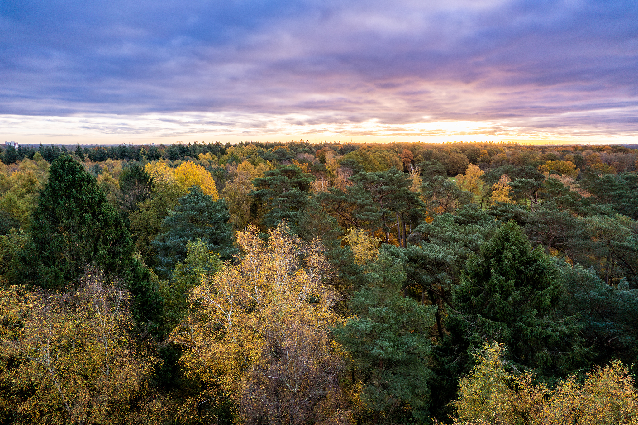 bunter Mischwald im Sonnenuntergang bunter Mischwald im Sonnenuntergang