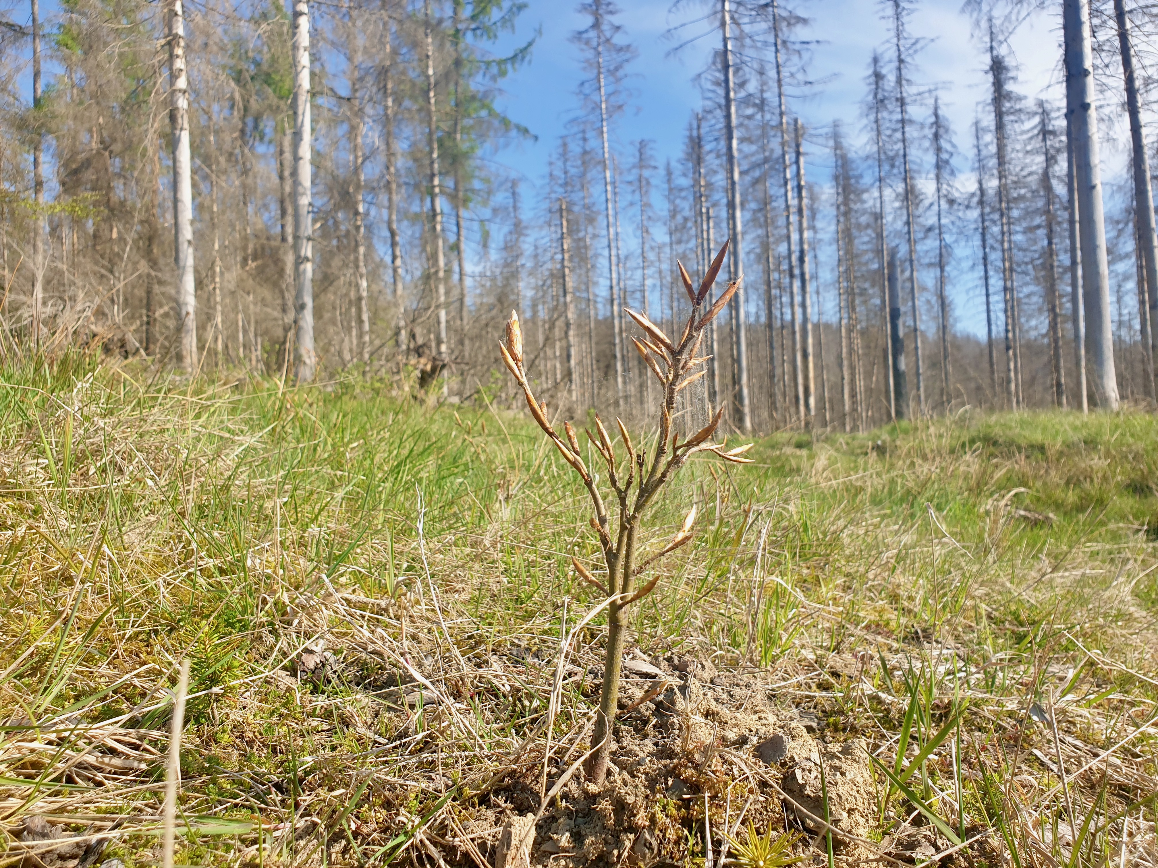 Frischgepflanzte Buche im Nationalpark Harz Frischgepflanzte Buche im Nationalpark Harz