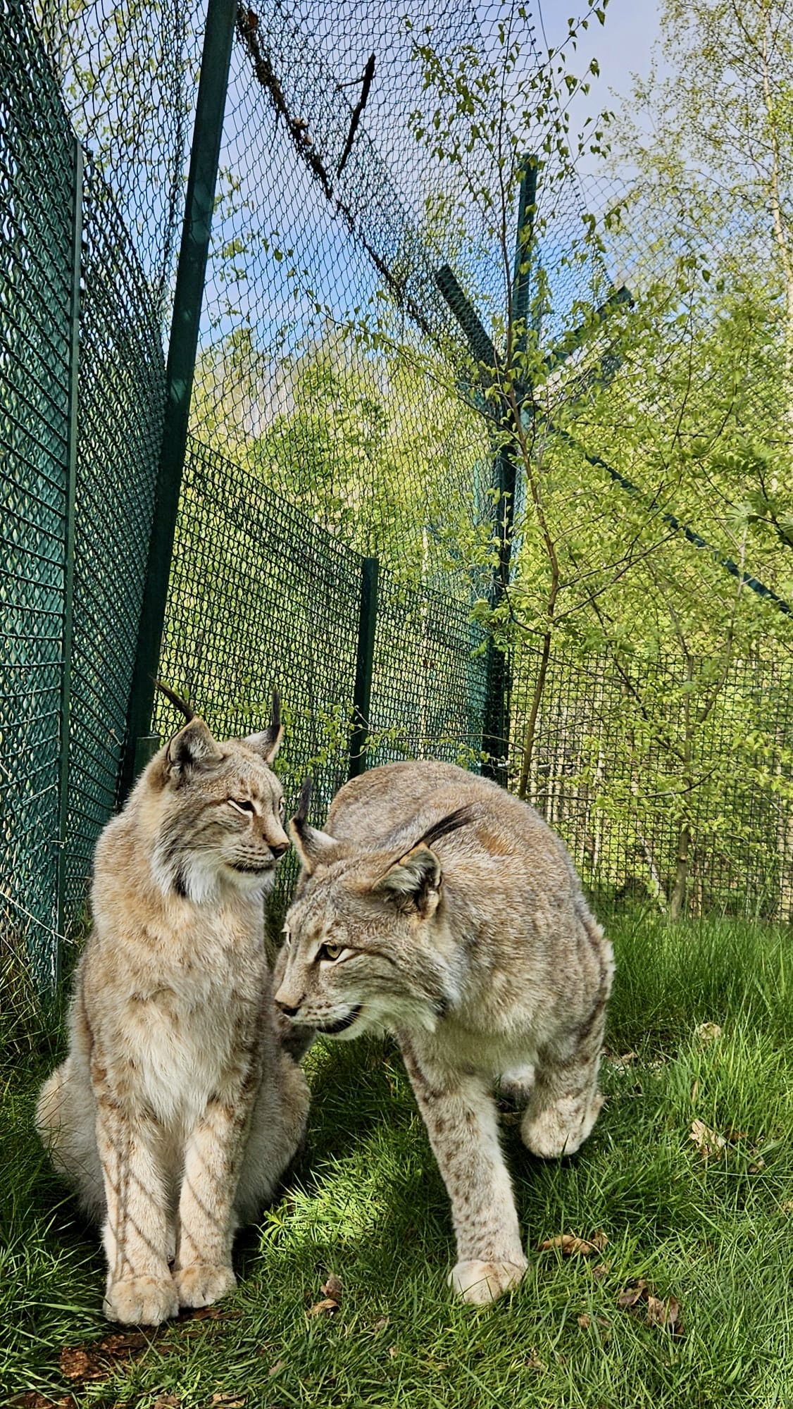 Gehege-Luchse im Nationalpark Harz Gehege-Luchse im Nationalpark Harz