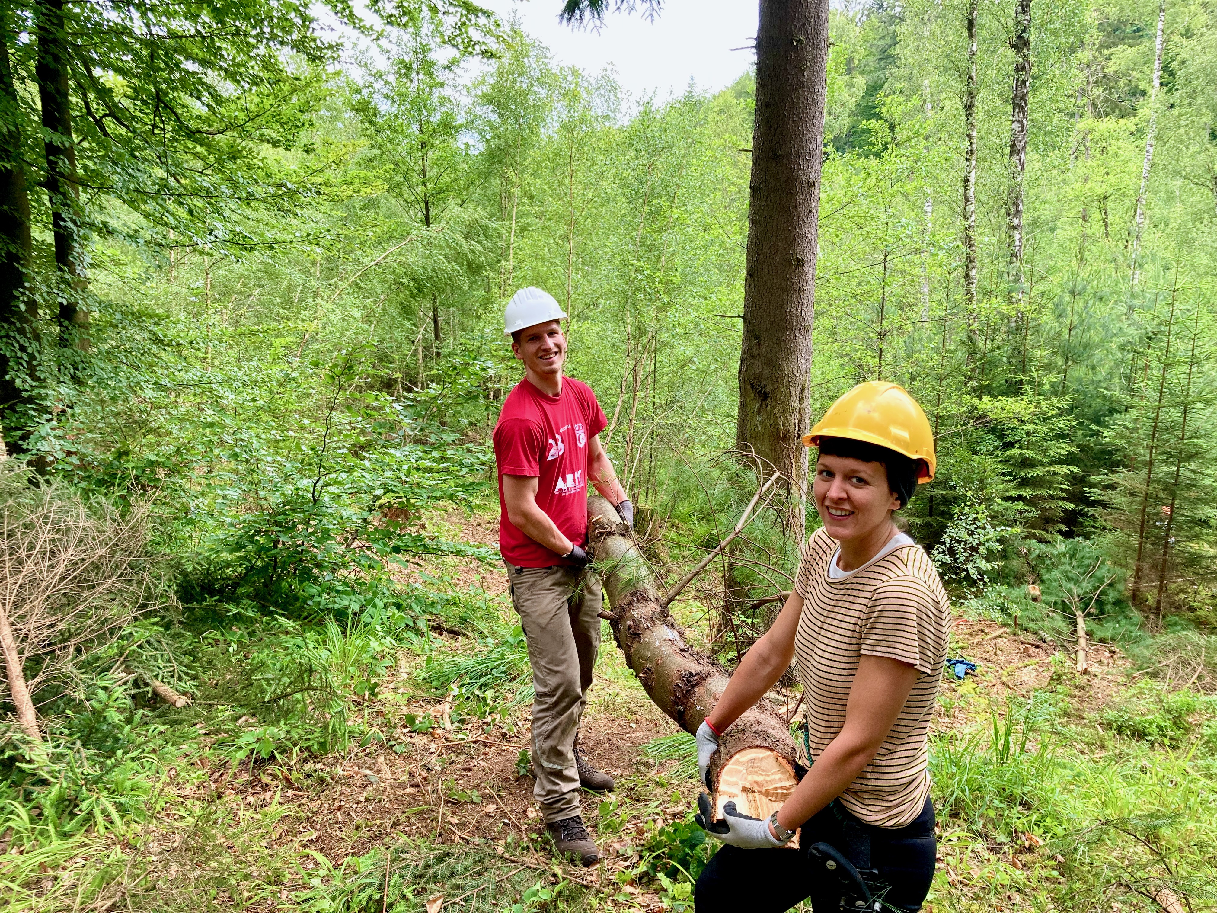 Fichtenentnahme am Bachlauf im Spessart Fichtenentnahme am Bachlauf im Spessart