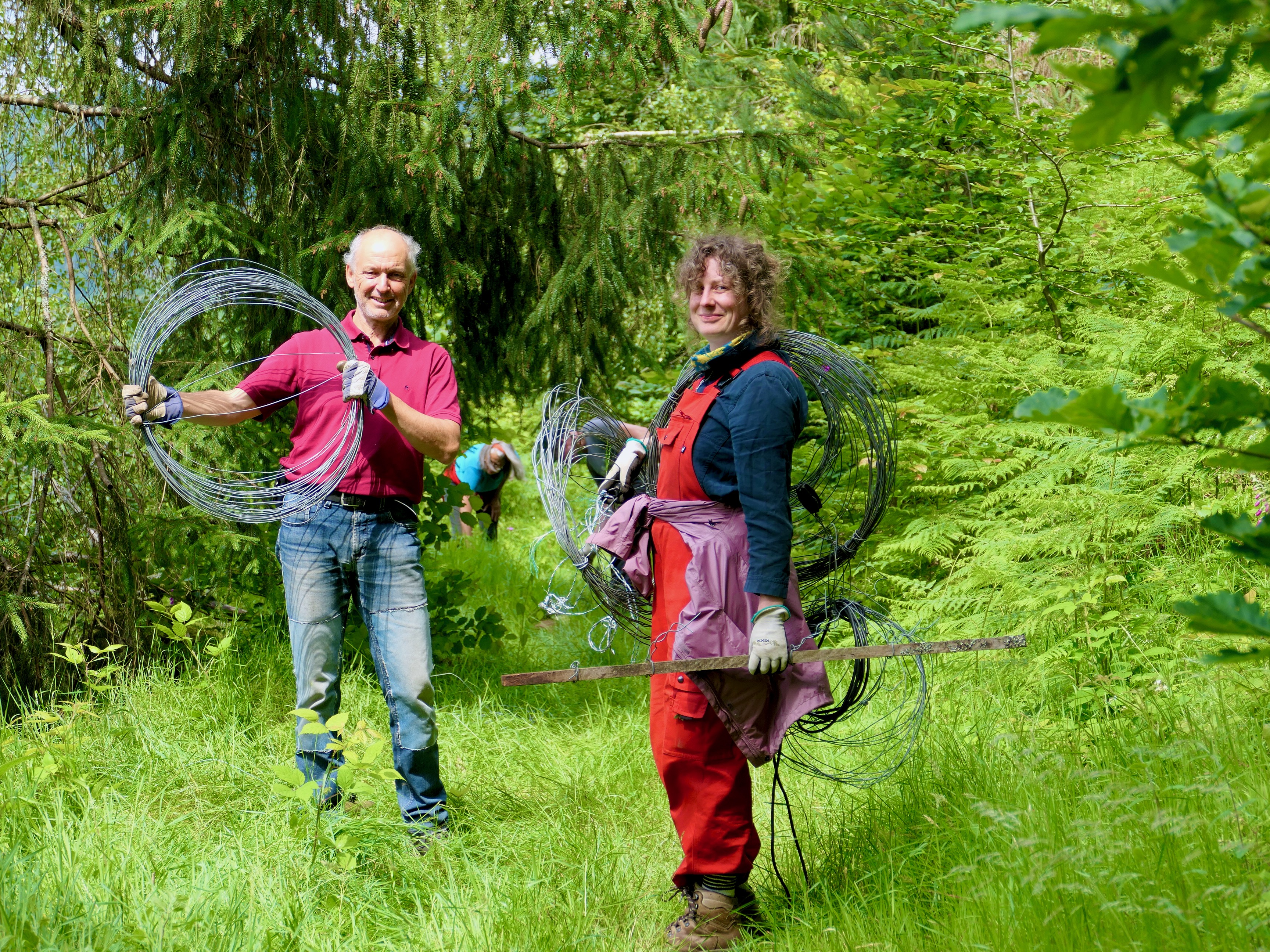 Frisch geernteter Stahldraht beim Zaunabbau Frisch geernteter Stahldraht beim Zaunabbau