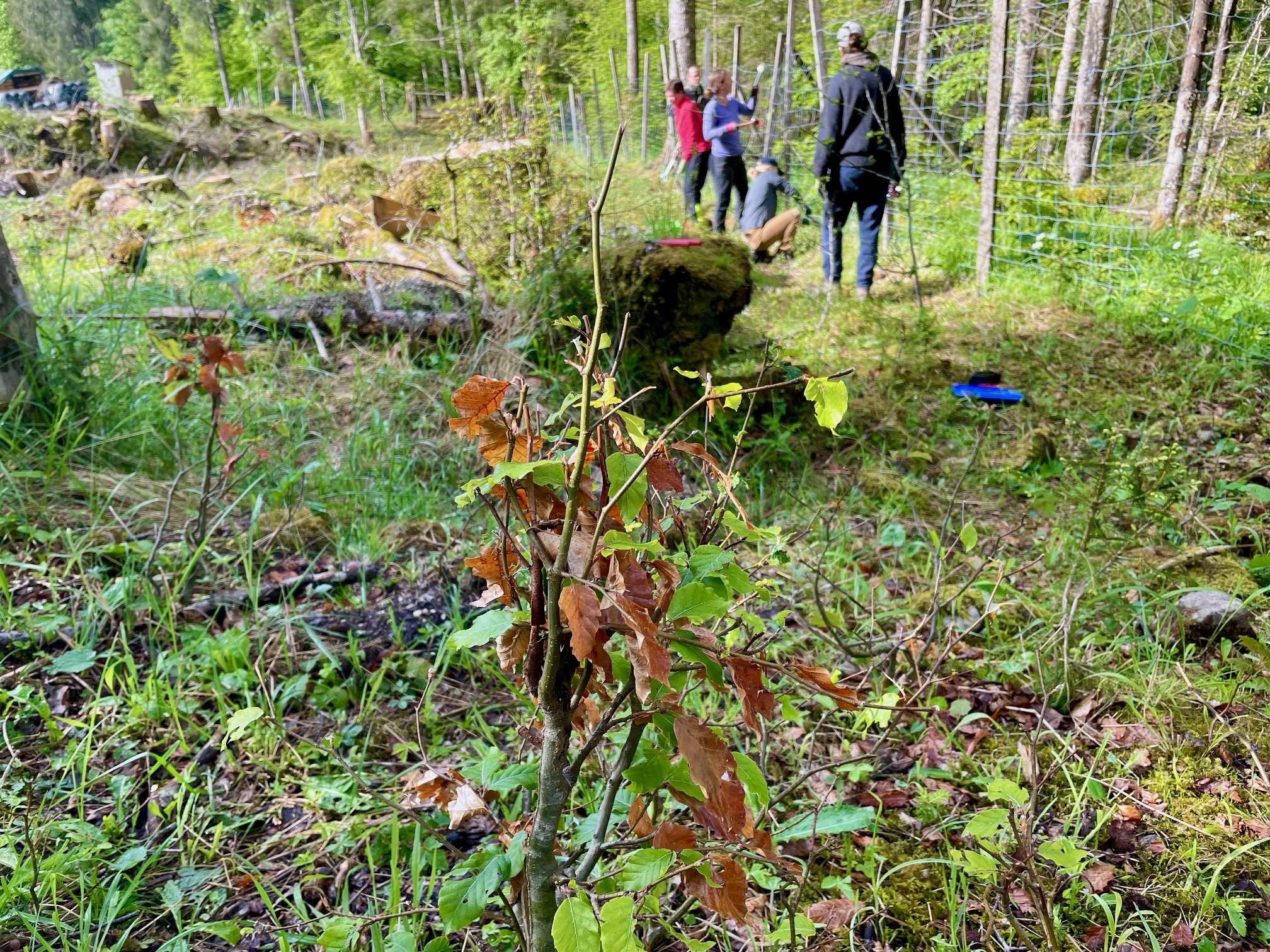 Arbeiten am Rotwildwintergatter Arbeiten am Rotwildwintergatter