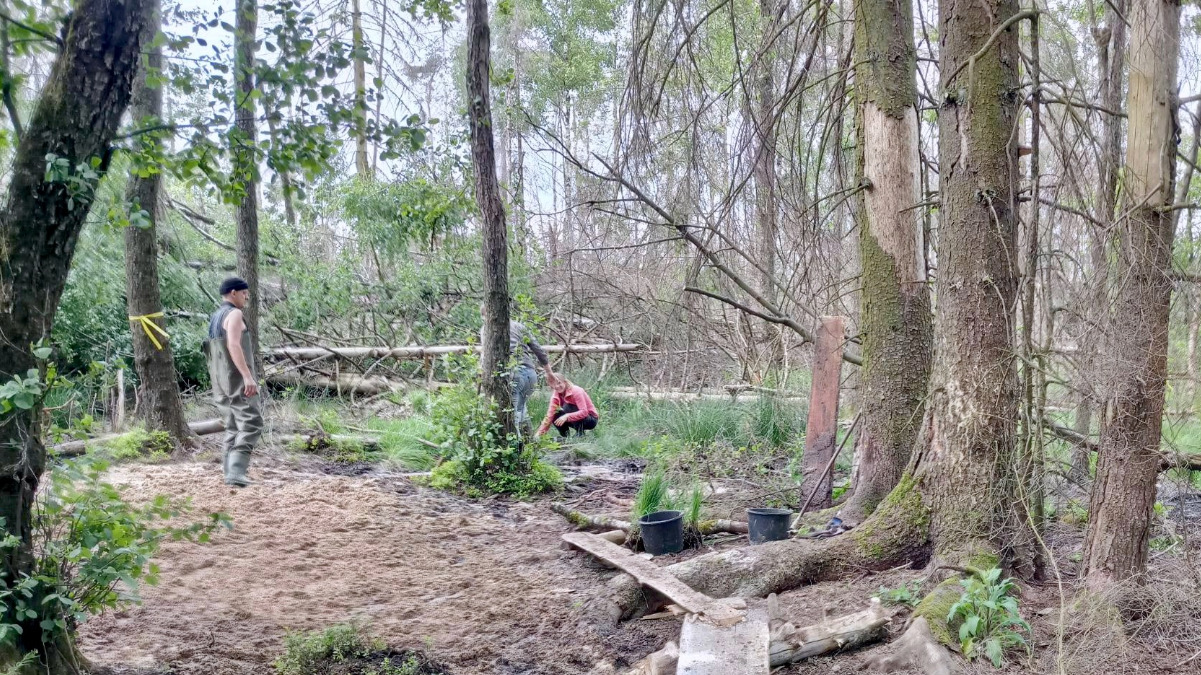 Tote Fichten in der Vernässungszone