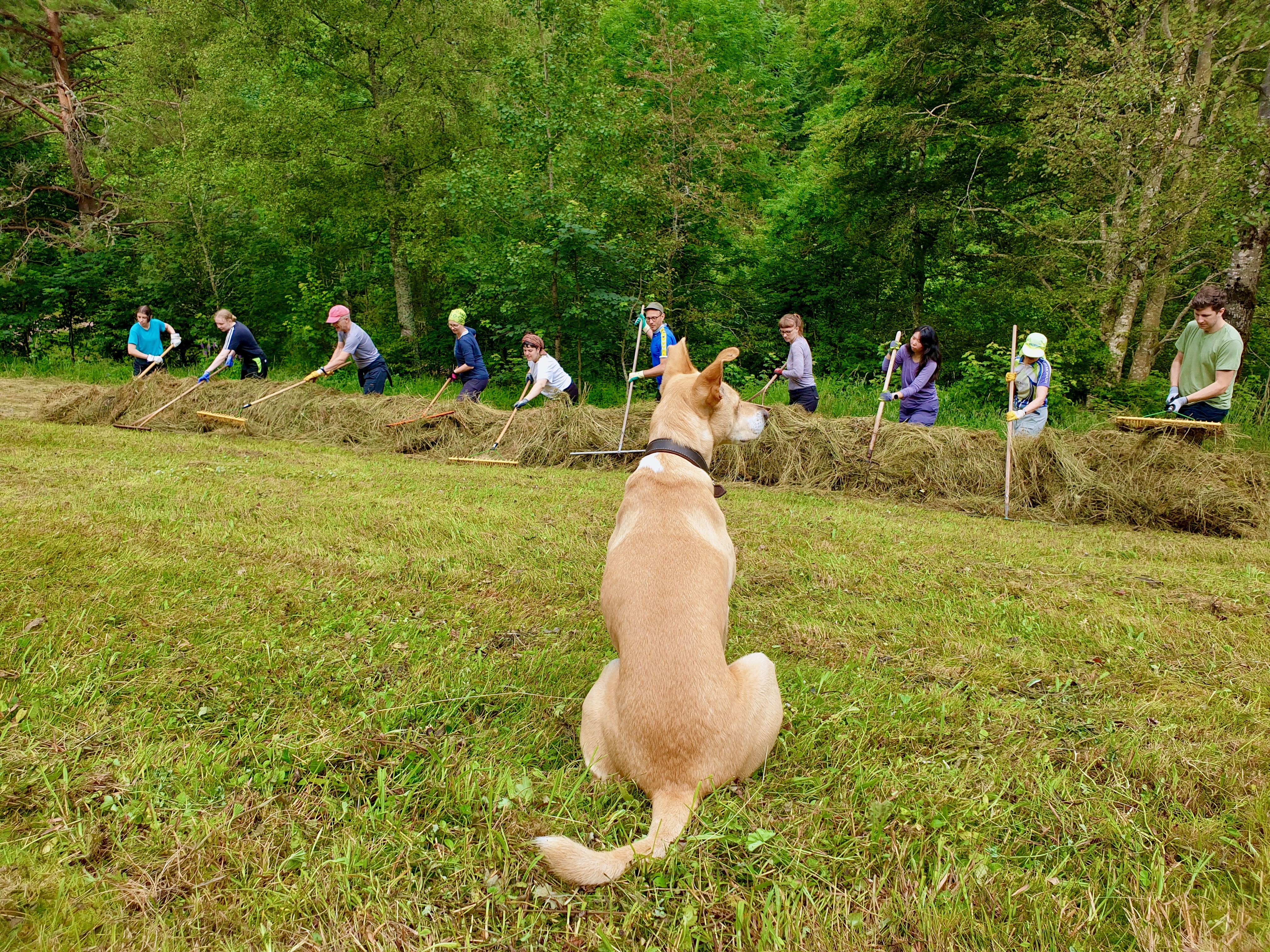 Rechen mit Hütehund Rechen mit Hütehund