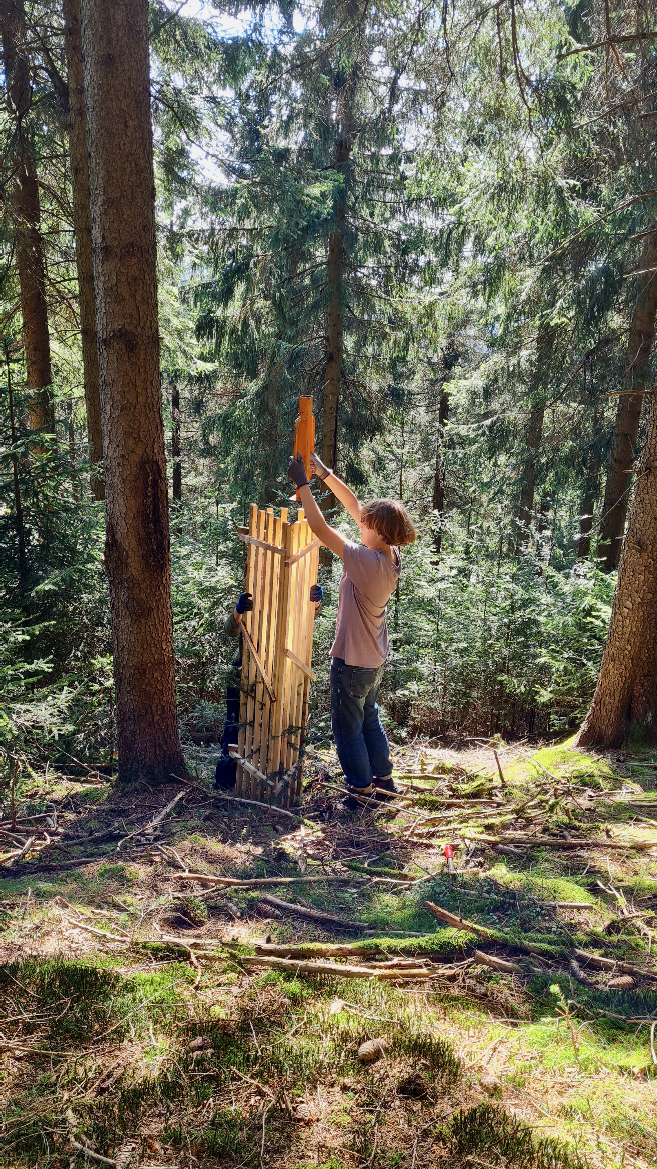 Einzelschutz für künftige Samenbäume