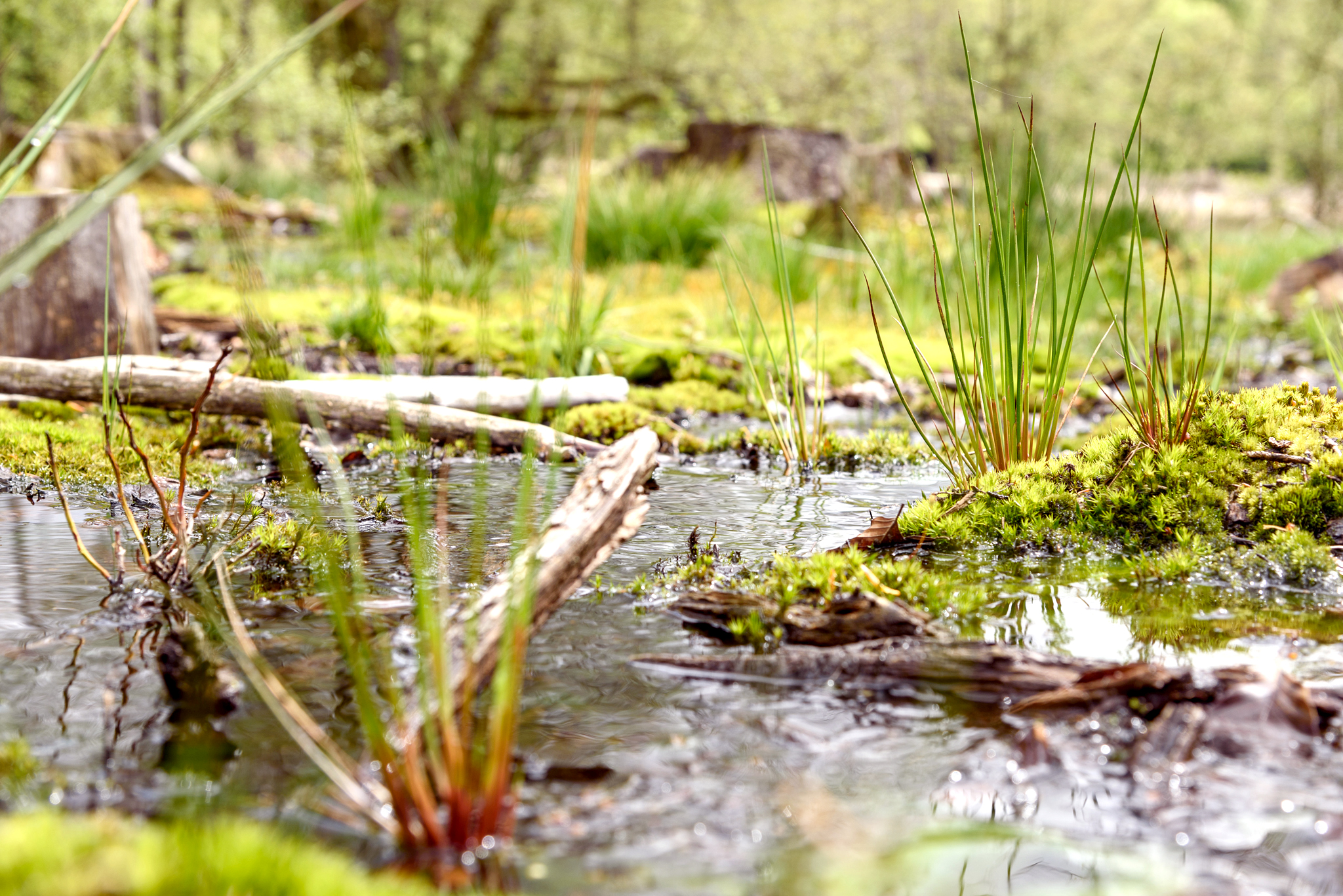 Nahaufnahme eines Moors
