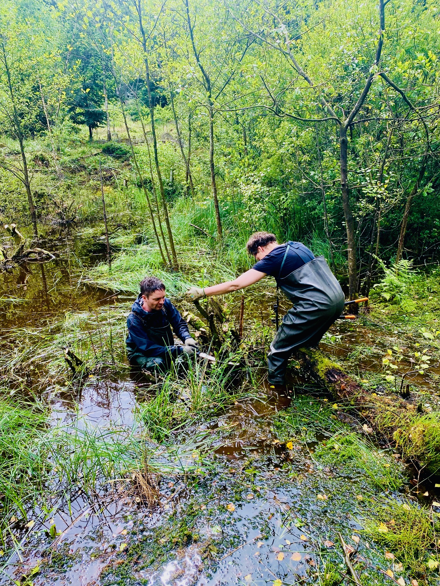 Mit Wathosen Erlenbruchwald pflegen Mit Wathosen Erlenbruchwald pflegen