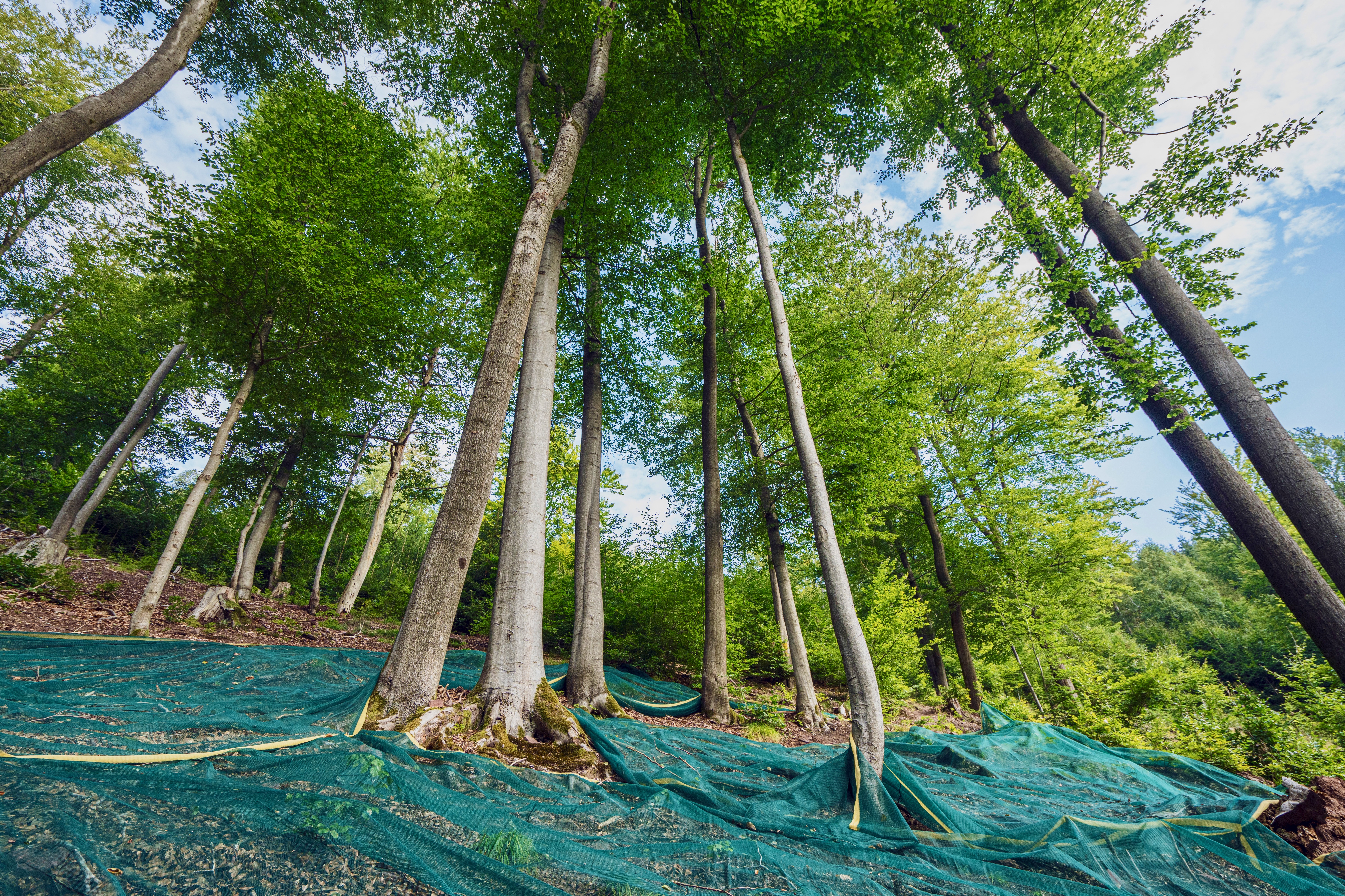 Bucheckern-Ernte im Zukunftswald Ausgelegte Netze unter alten Buchen