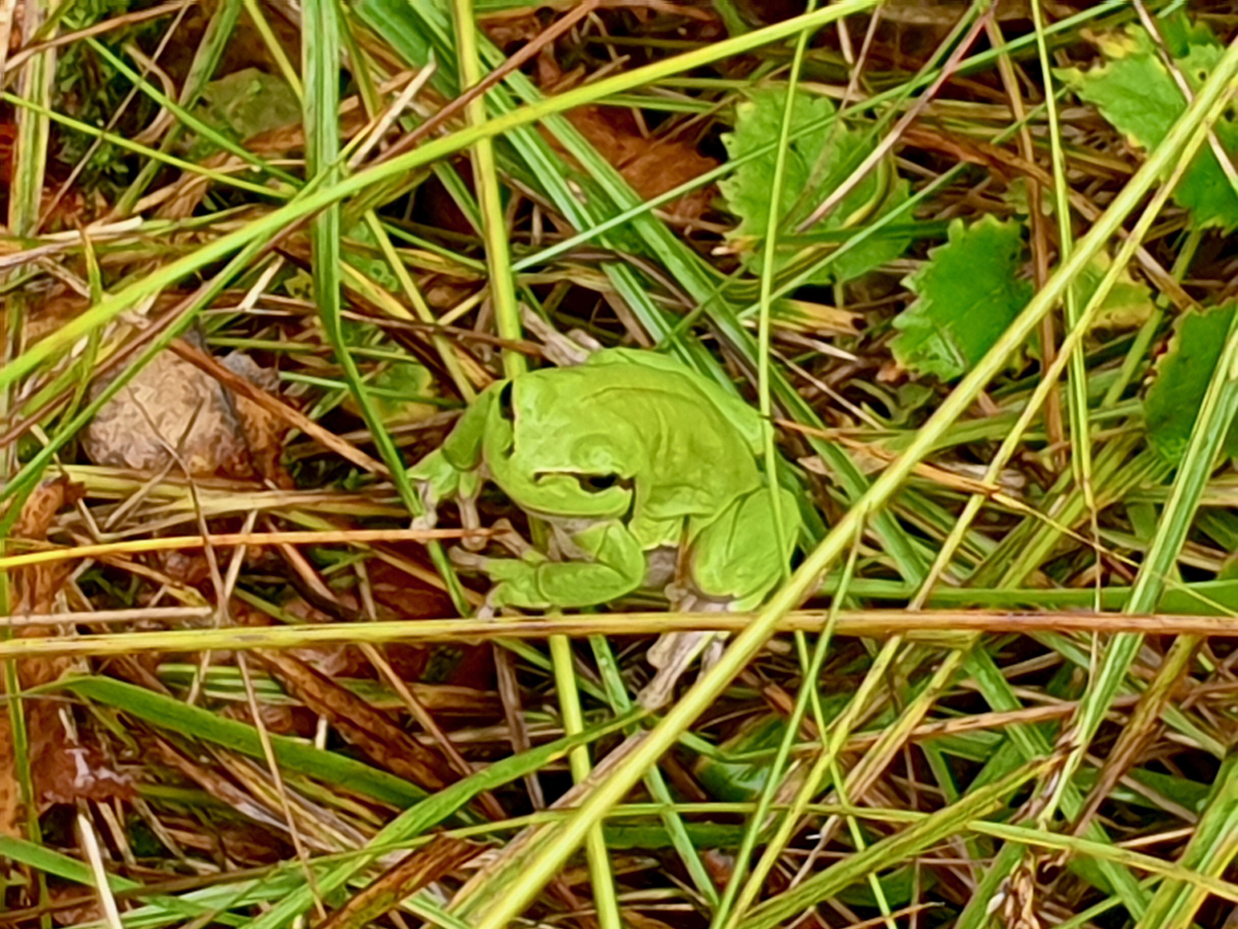 Laubfrosch in der Diepholzer Moorniederung Laubfrosch in der Diepholzer Moorniederung
