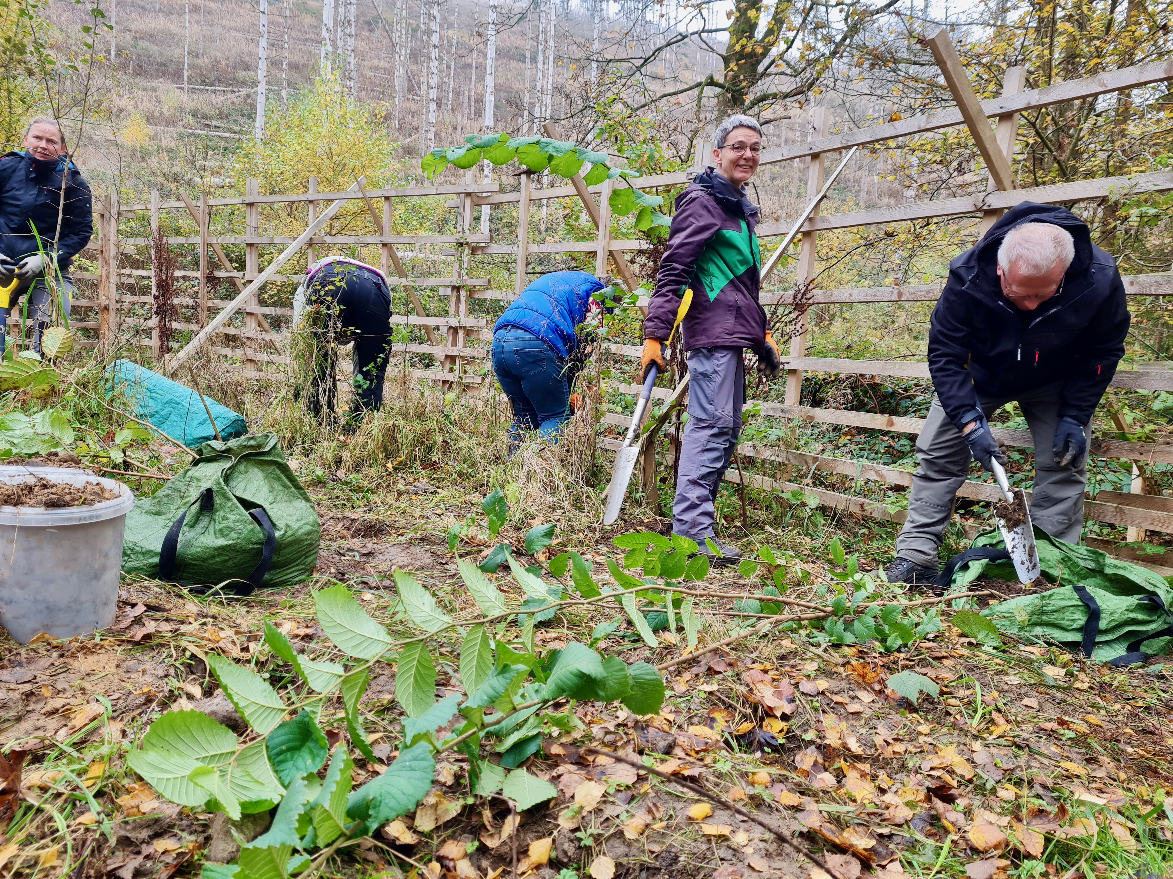 Im Pflanzgarten werden Bäumchen ausgegraben