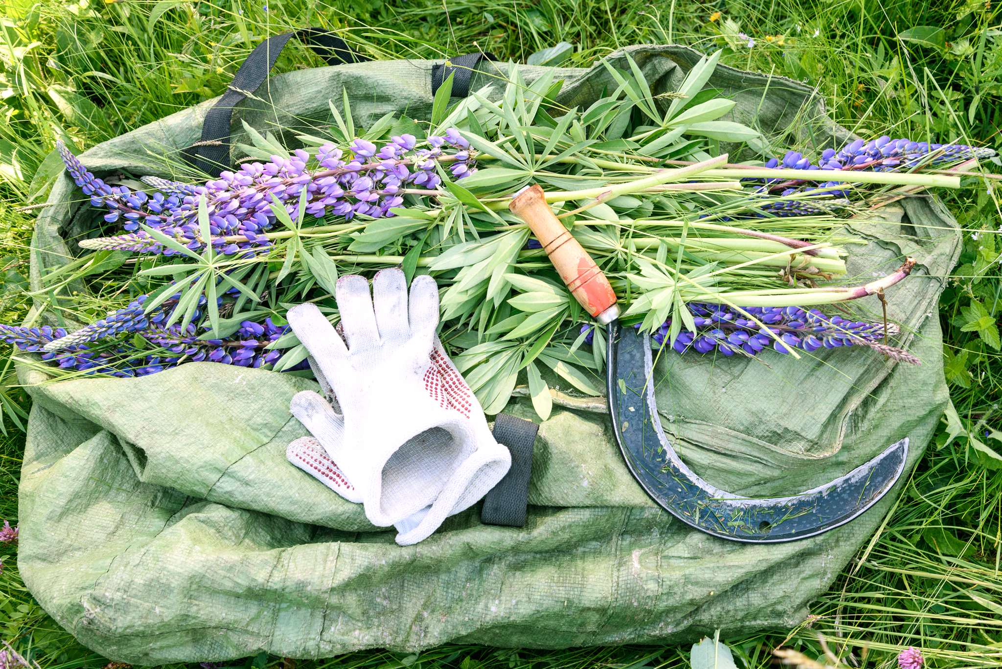 Bergwaldprojekt_Lupinen_Rhoen_1.jpg Stilleben mit Handschuhen, Lupinen und Sichel
