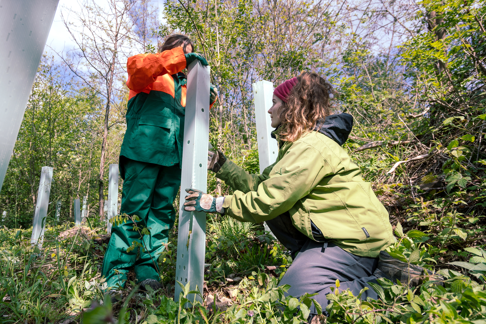 BWP_Bildergalerie_SaarUrwald_2.jpg Teilnehmende beim Anbringen von Verbissschutz