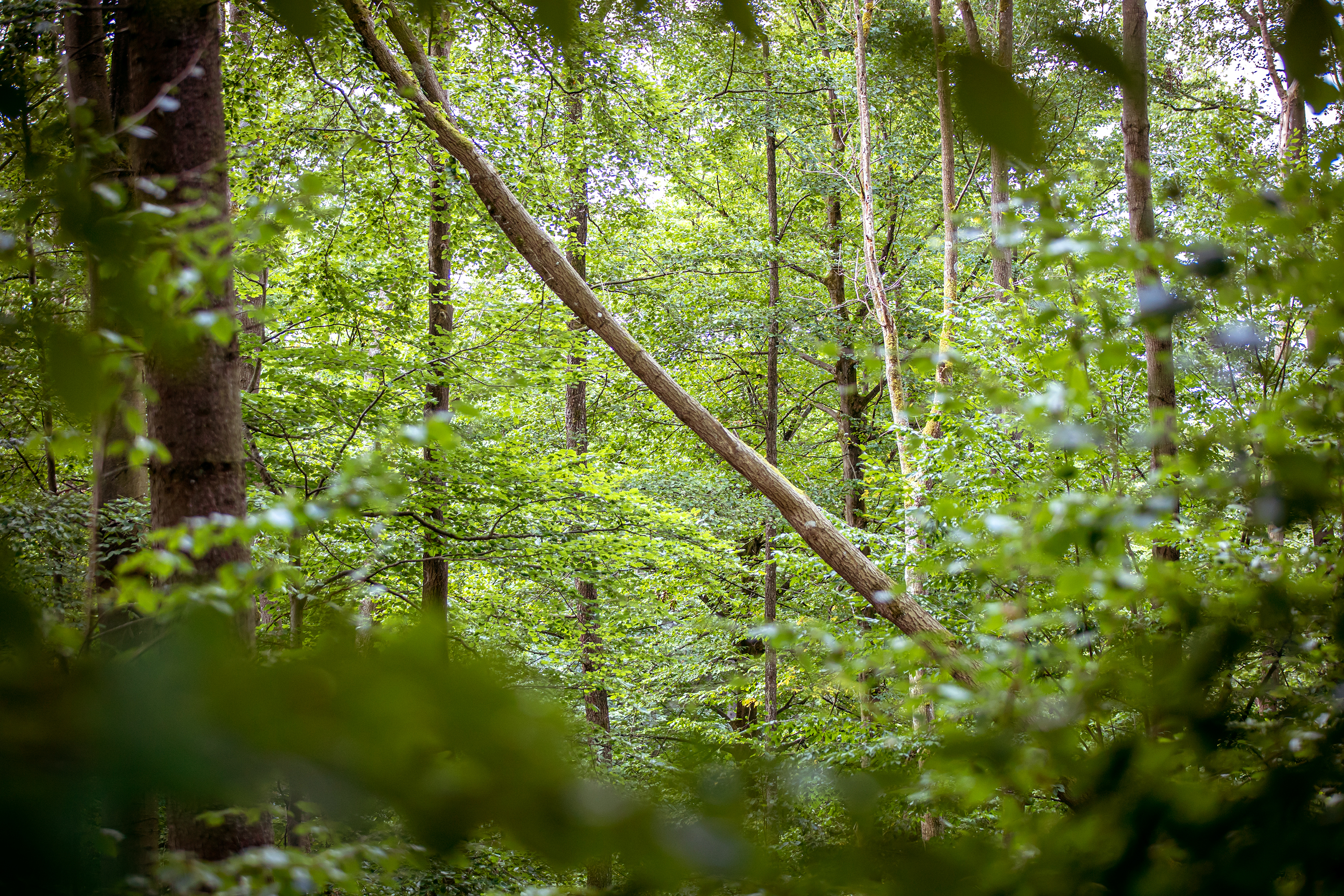 BWP_Hachenburg_Wald.jpg Im Wald in Hachenburg
