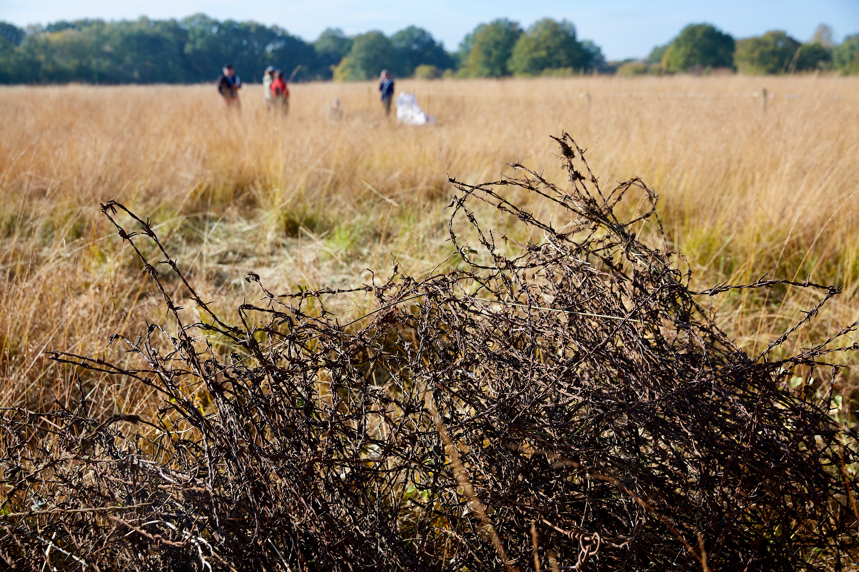 Rostiger Stacheldrahthaufen am Pfeifengraswiesenrand