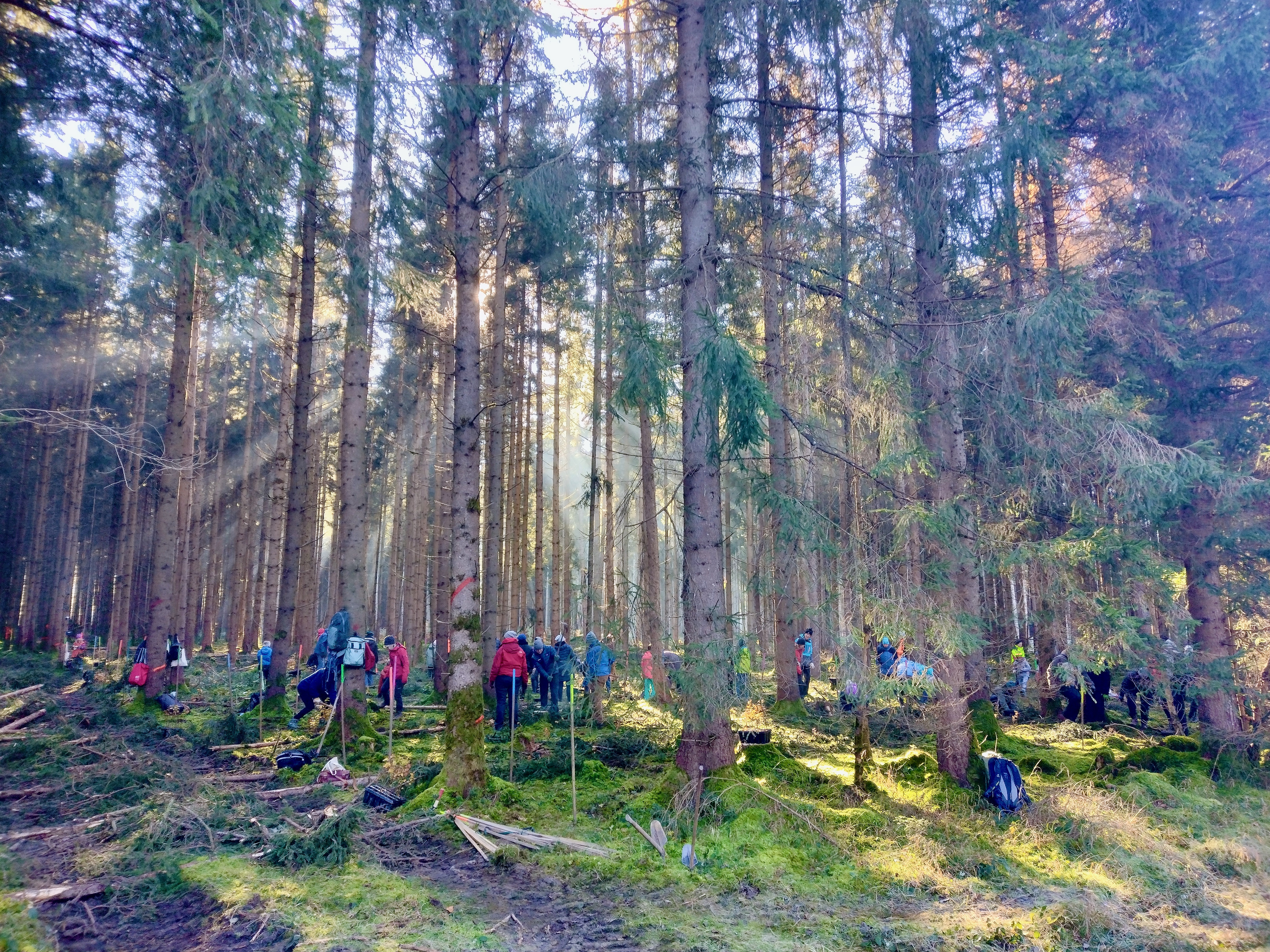 Sonne für die Pflanzer Die Sonne bricht durch den Fichtenbestand, in dem gepflanzt wird