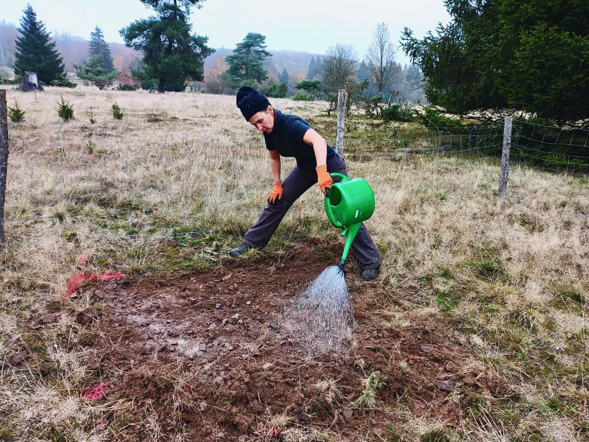 Arnikasamen gießen Freiwillige beim Arnikasamenangießen an ihrem Beet