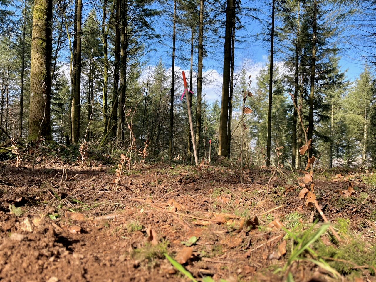 Frisch gepflanzte Rotbuchen unter Nadelbäumen