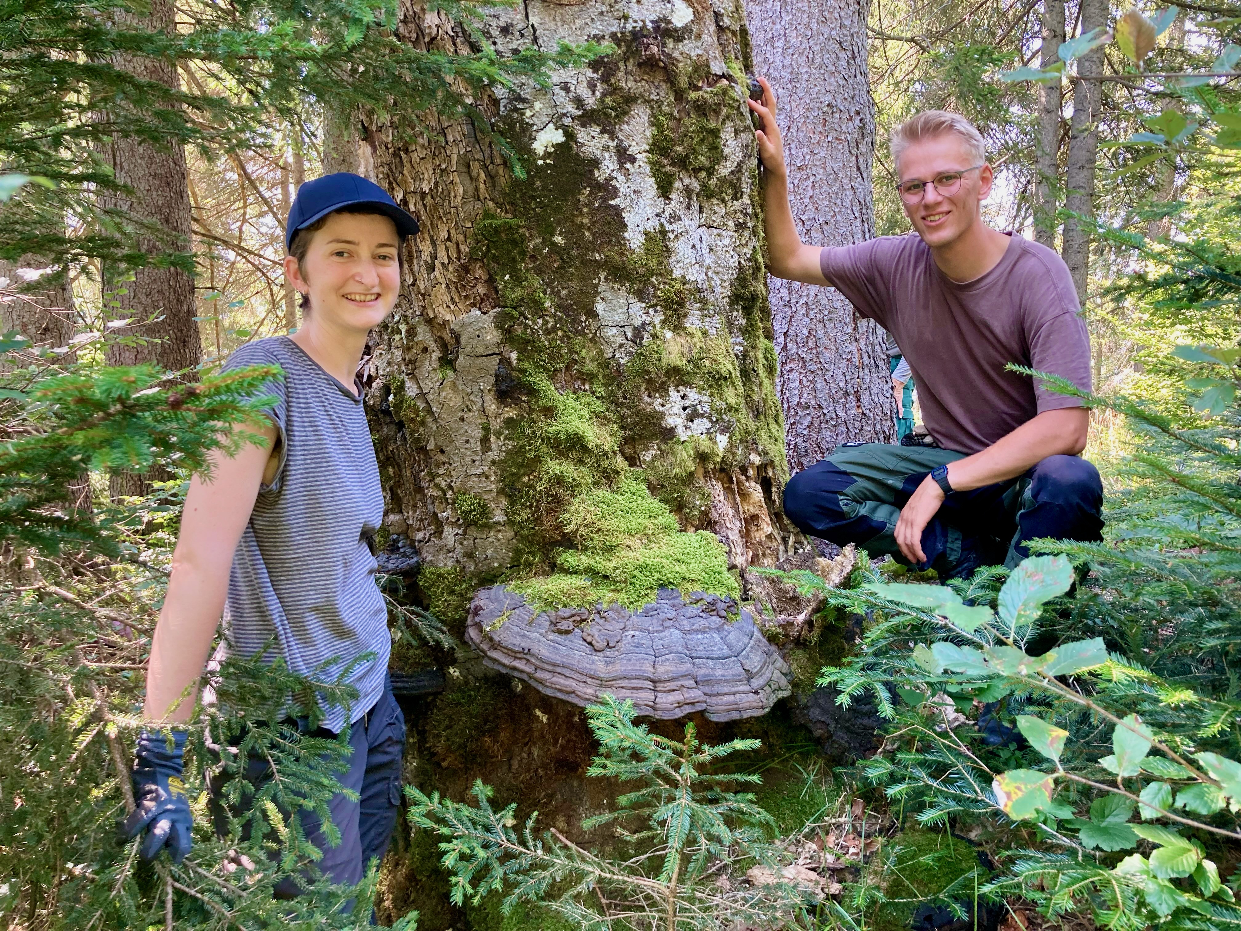 Zunderschwamm an stehendem Baum Freiwillige entdecken riesigen Zunderschwamm an einem Baum
