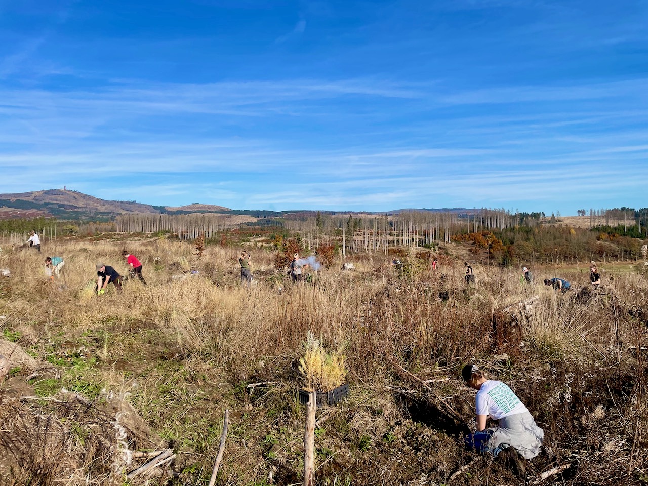 Pflanzfläche Braunlage Kahlfläche mit freiwillig Pflanzenden bei Braunlage