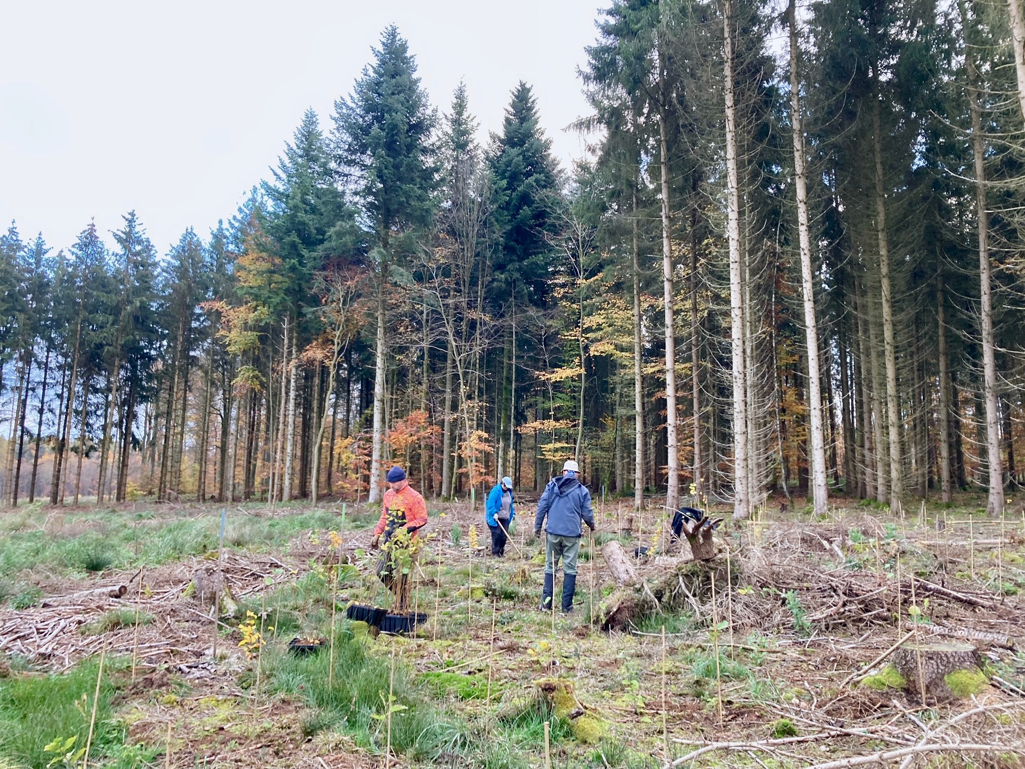 Spessart vor Fichtenrestbestande Pflanzende Menschen im Spessart vor Fichtenrestbestande