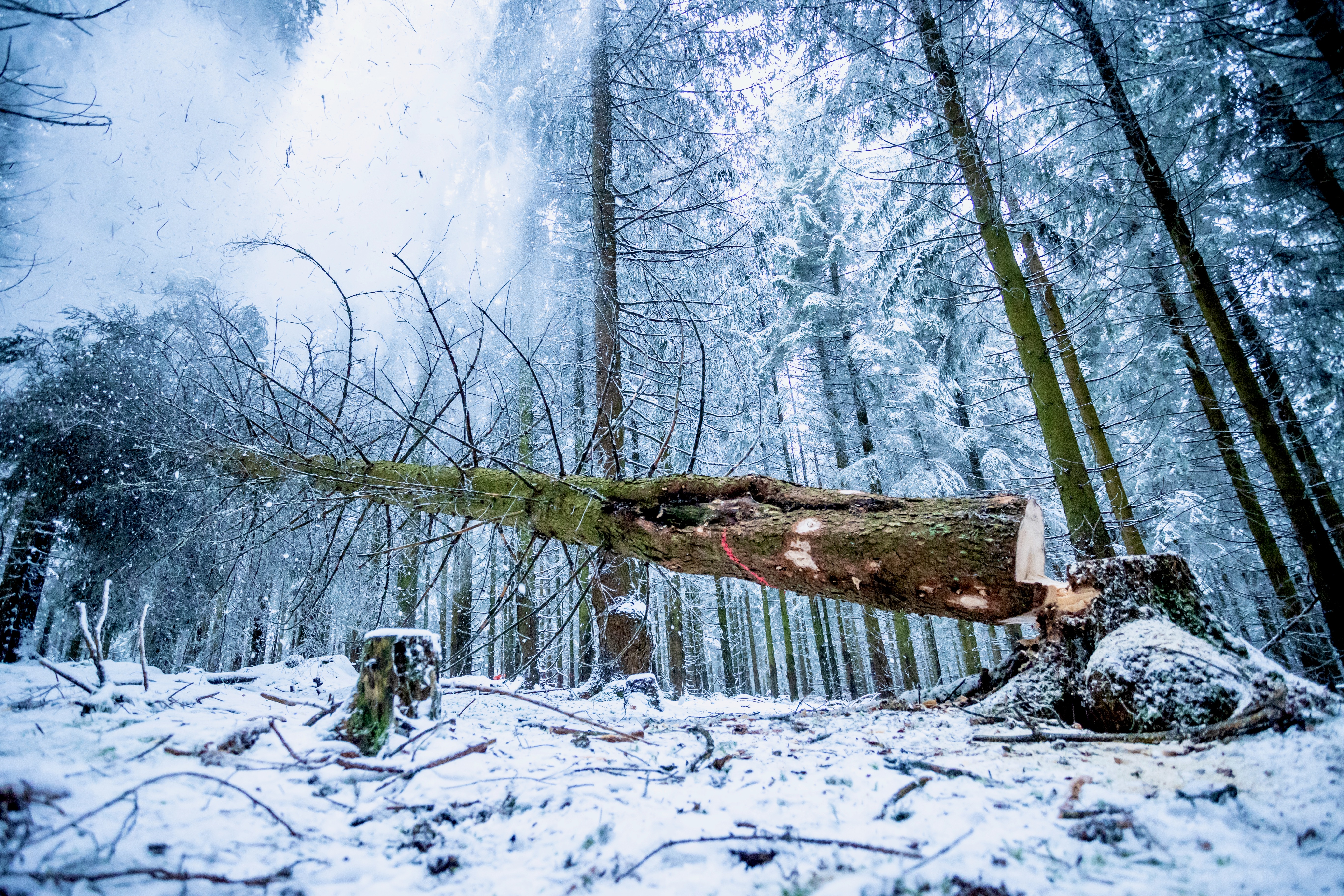 Fallende Fichte im Winterwald