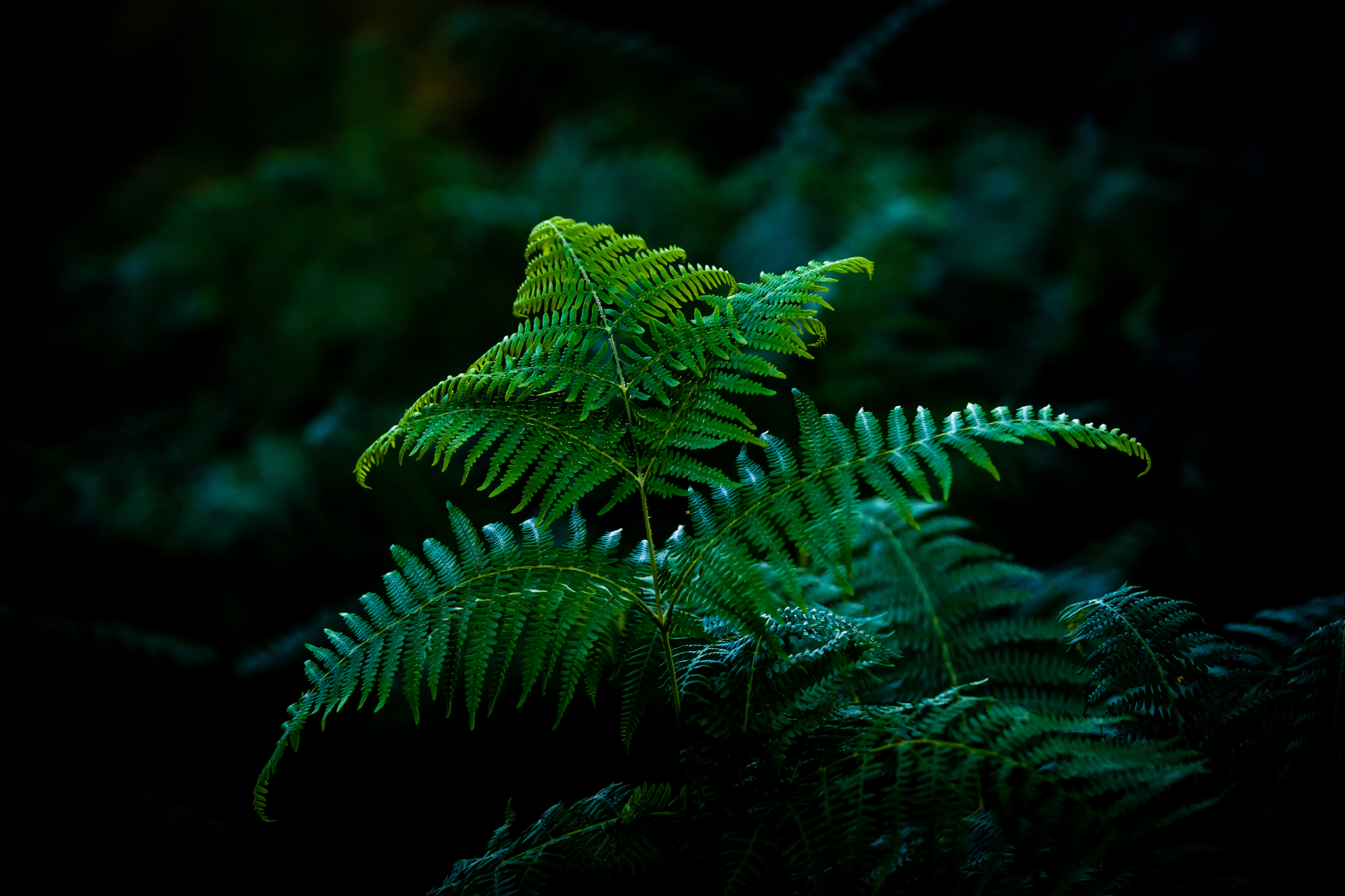 BWP_Bildergalerie_WestlicherSchwarzwald_4.jpg Farn im Wald
