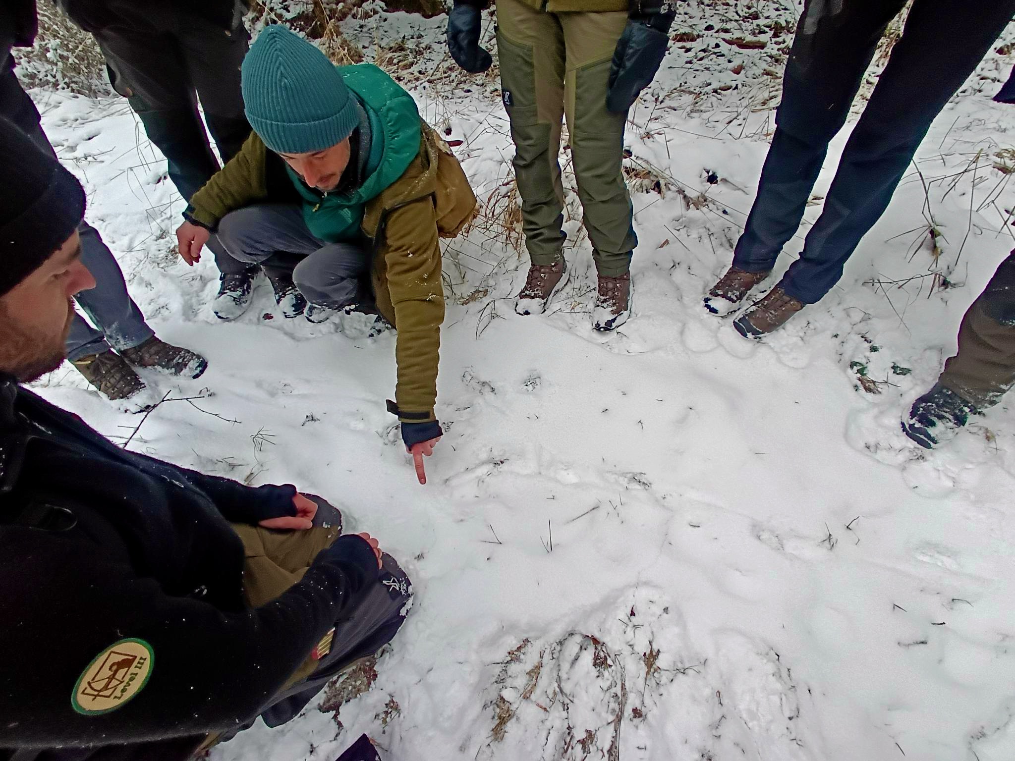 Hier saß ein Rotfuchs im Schnee. Ein Mann zeigt im Schnee eine vermeintliche Wildspur