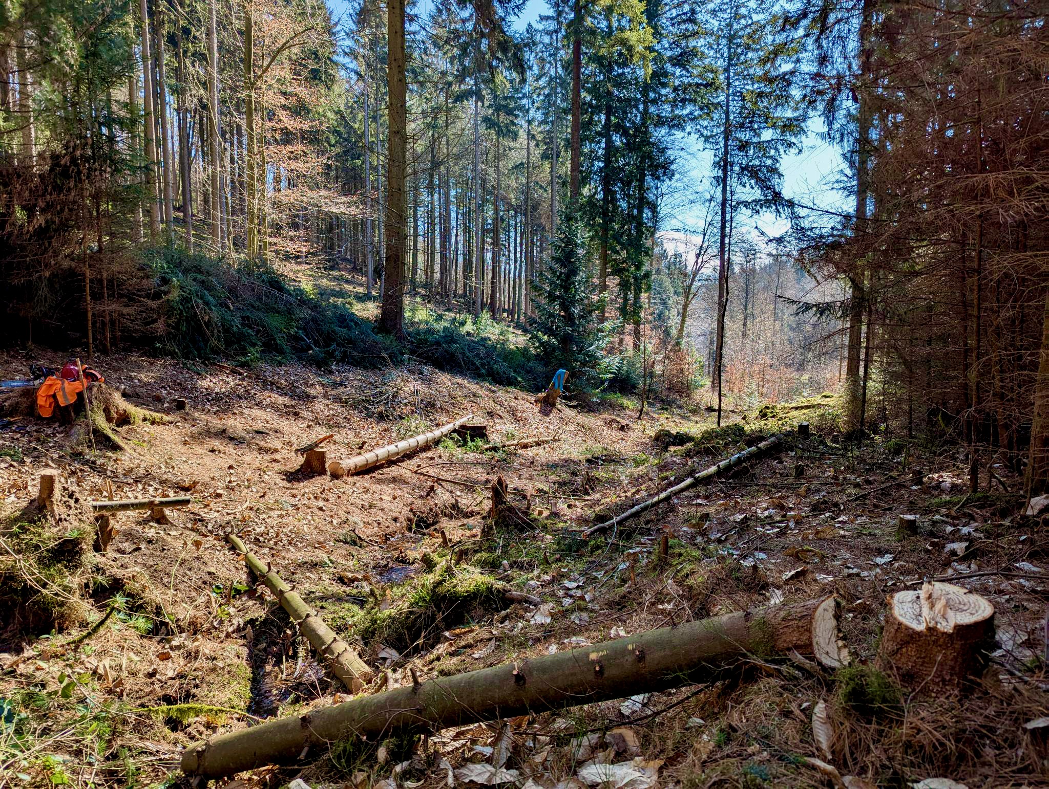 Geroderter und entfichteter Bachlauf