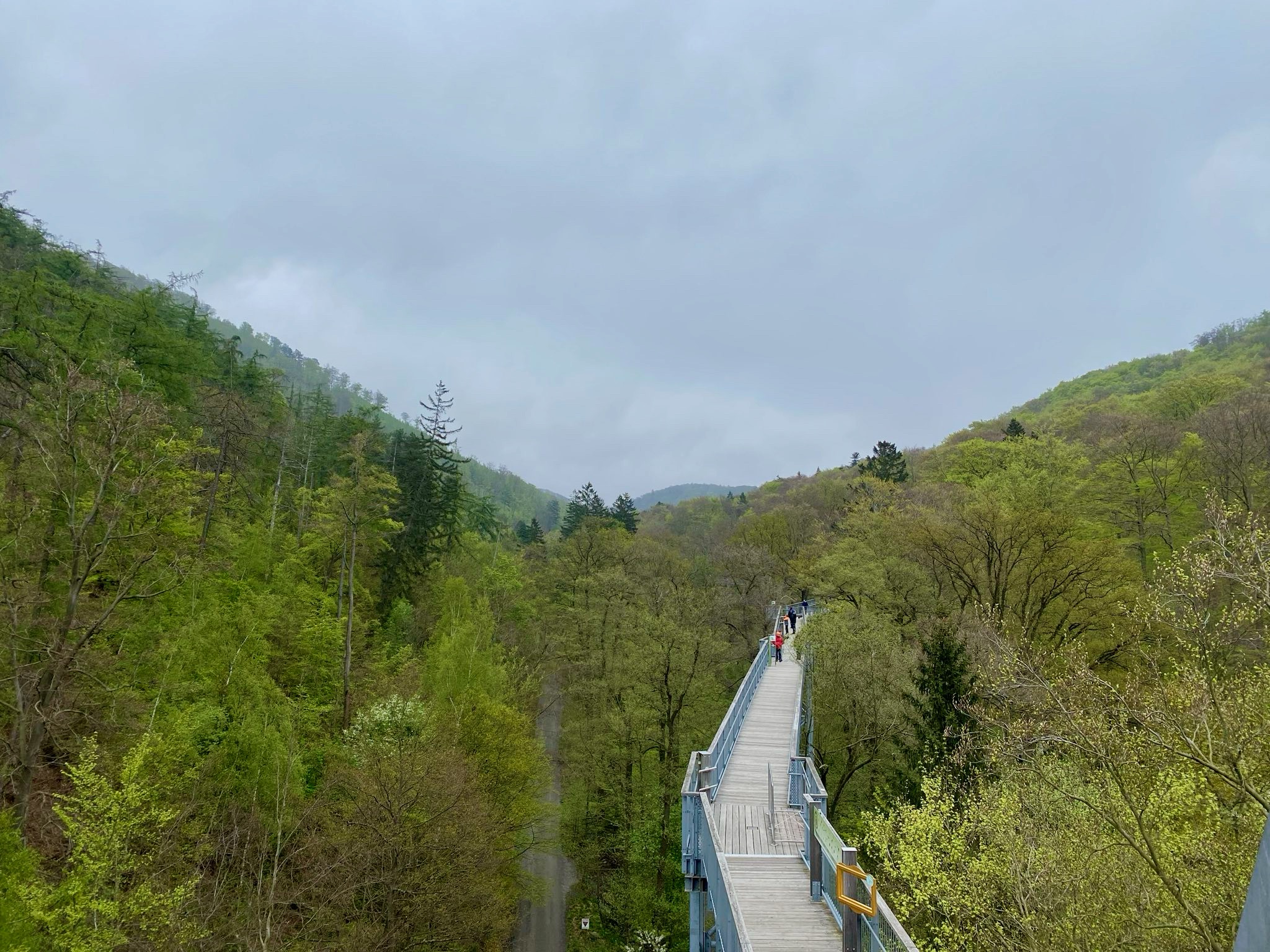 Auf 17 Meter Höhe Richtung Grün Ein Pfad im Waldwipfelpfad führt auf Kronenhöhe in den Wald