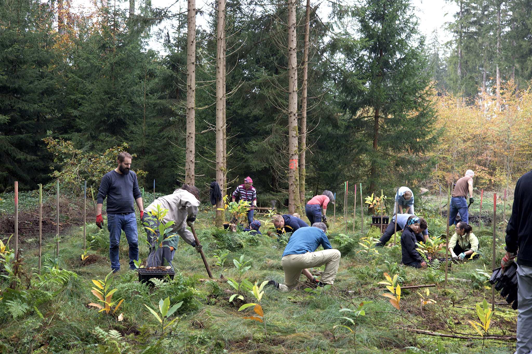 Naturnaher Waldumbau im Ebersberger Forst mit Esskastanie