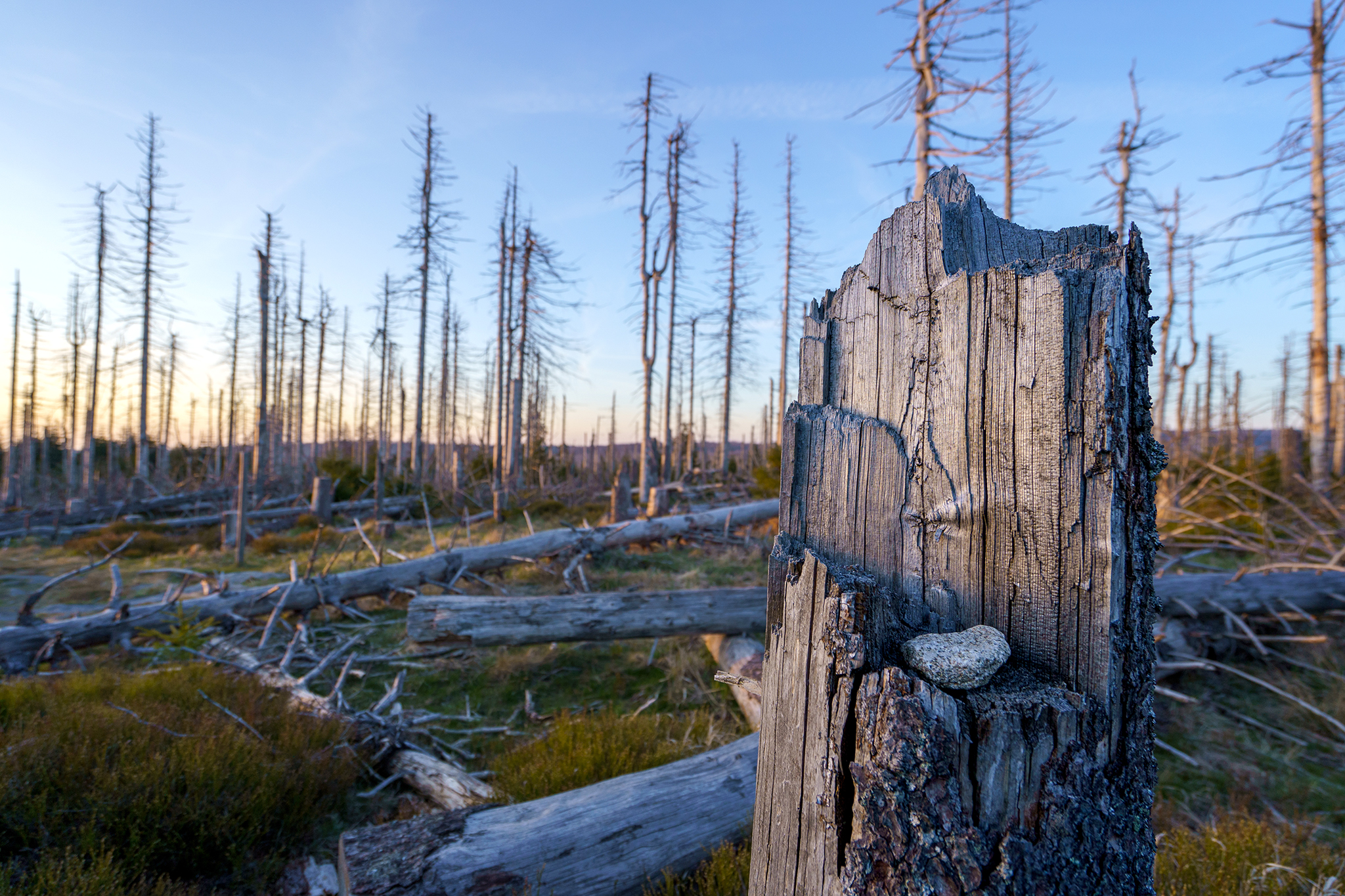 toter Wald im Harz
