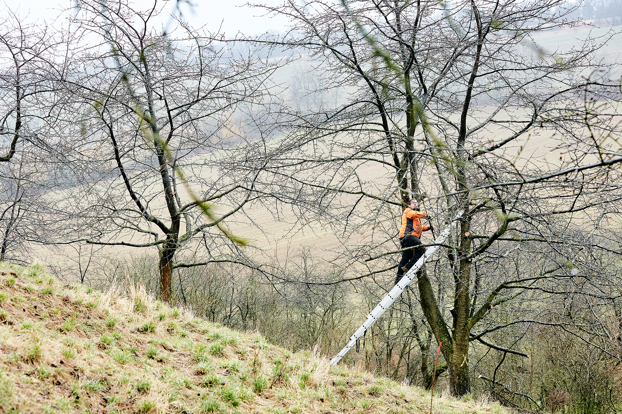 HoheSchrecke_Bildergalerie_Bergwaldprojekt_17.jpg Teilnehmer auf der Leiter in Streuobstwiese
